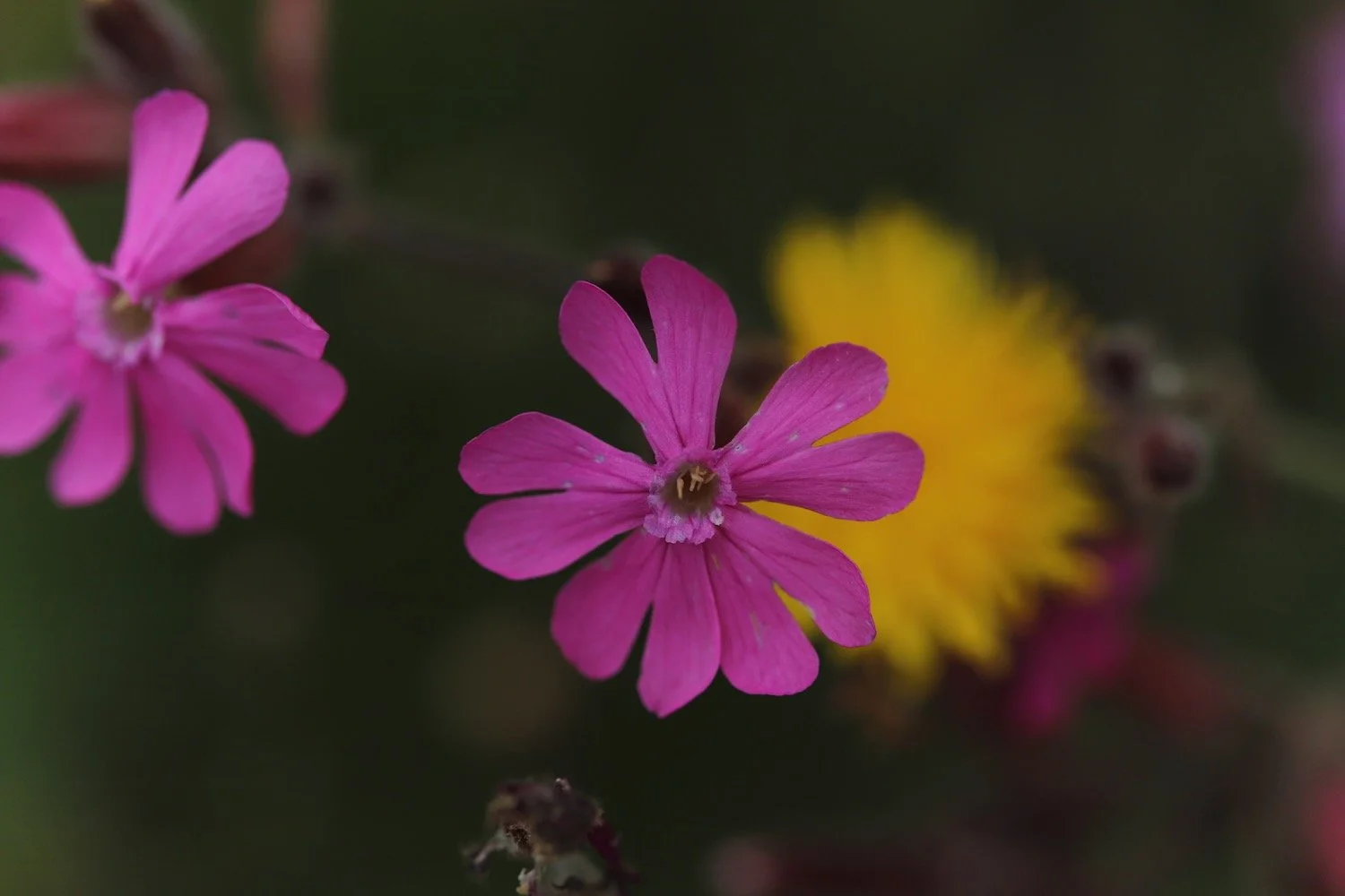 wildflowers 31.jpeg