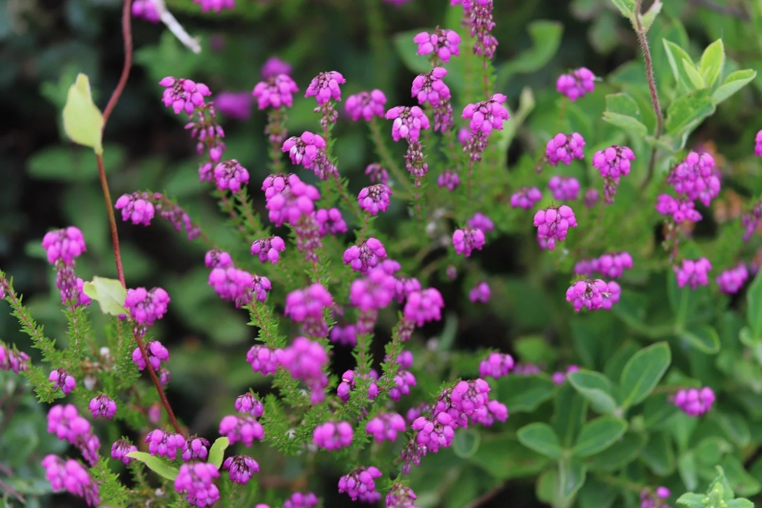 wildflowers 32.jpeg