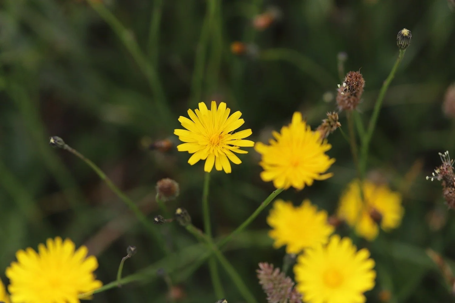 wildflowers 33.jpeg
