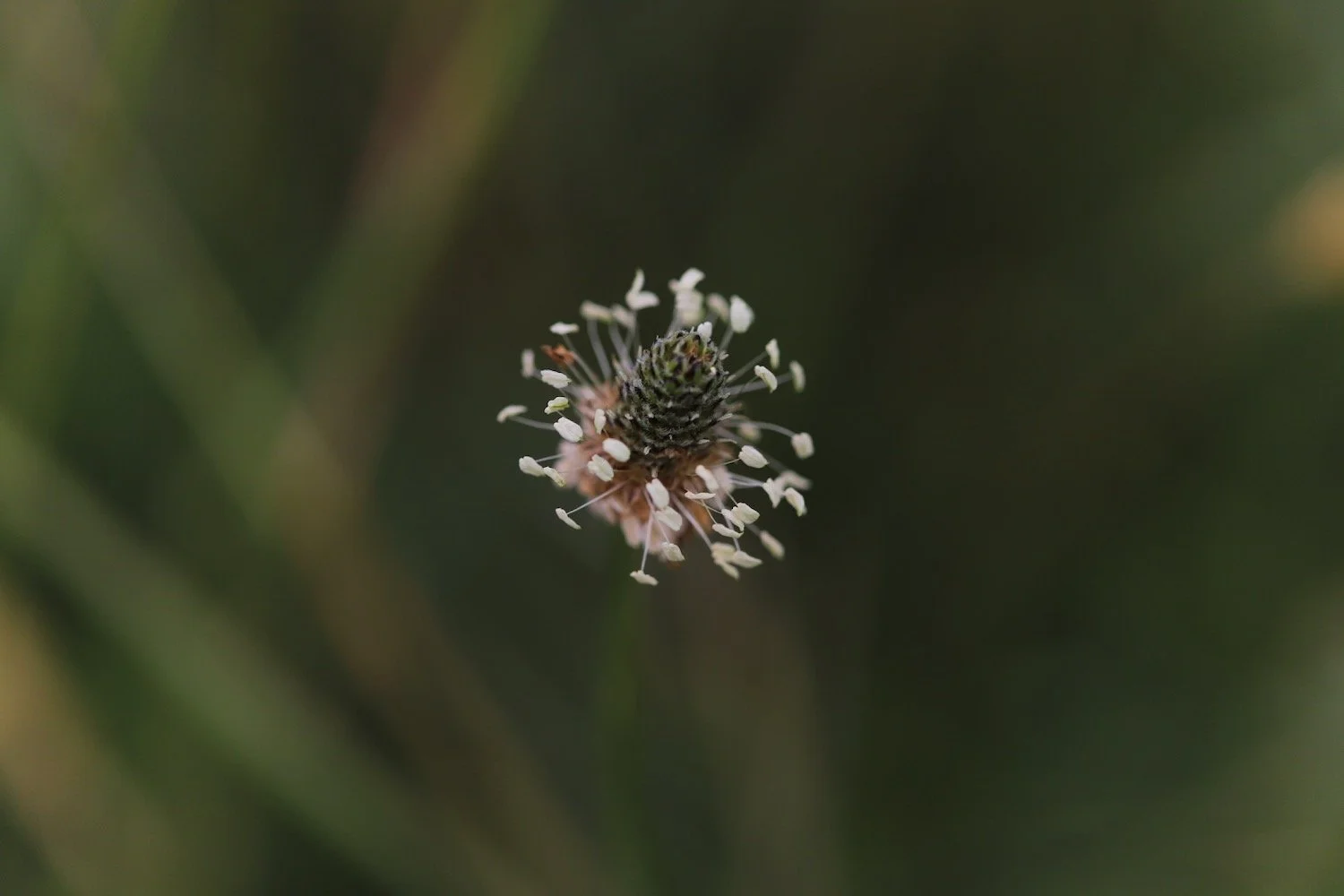 wildflowers 34.jpeg