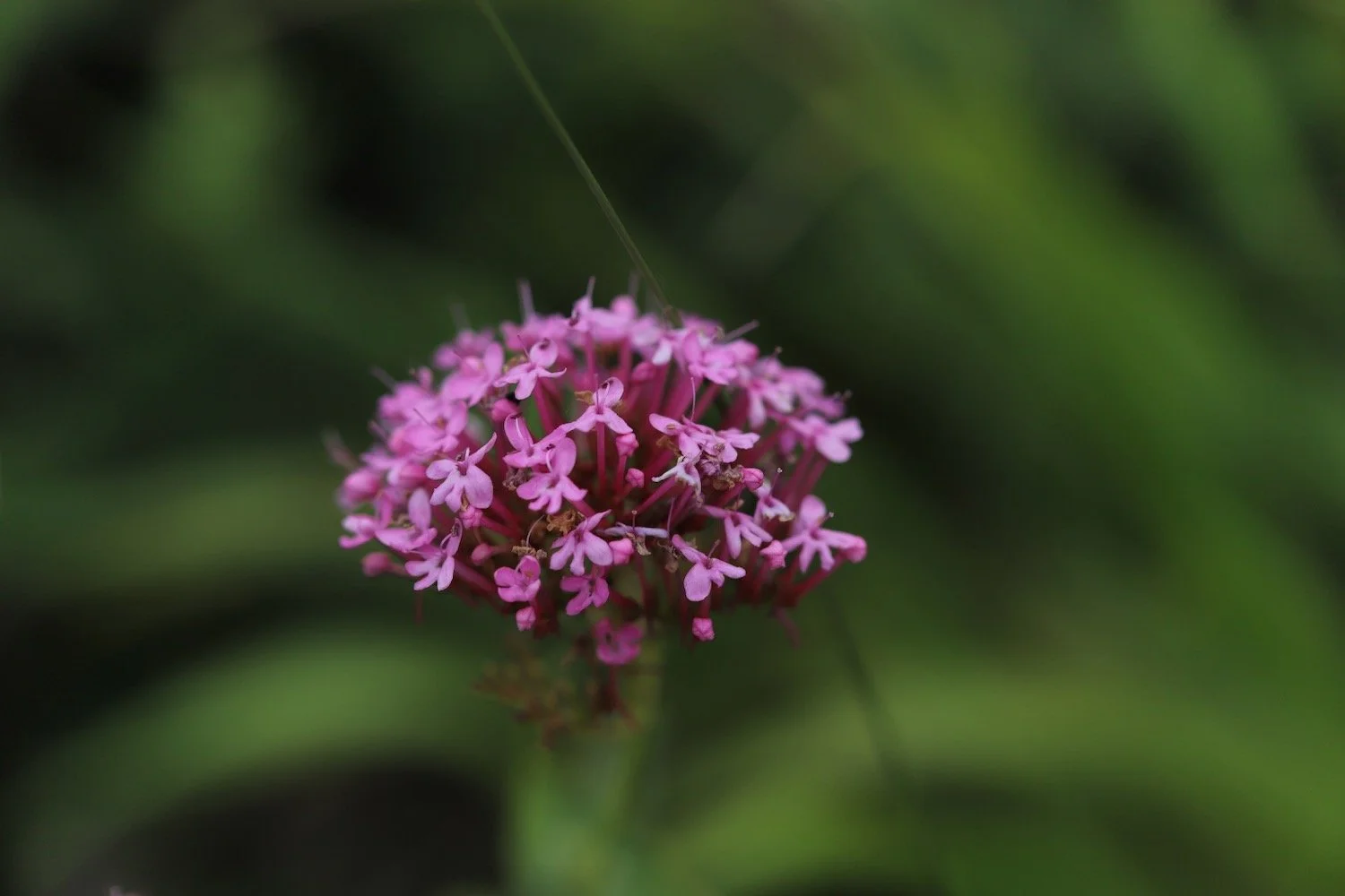 wildflowers 36.jpeg