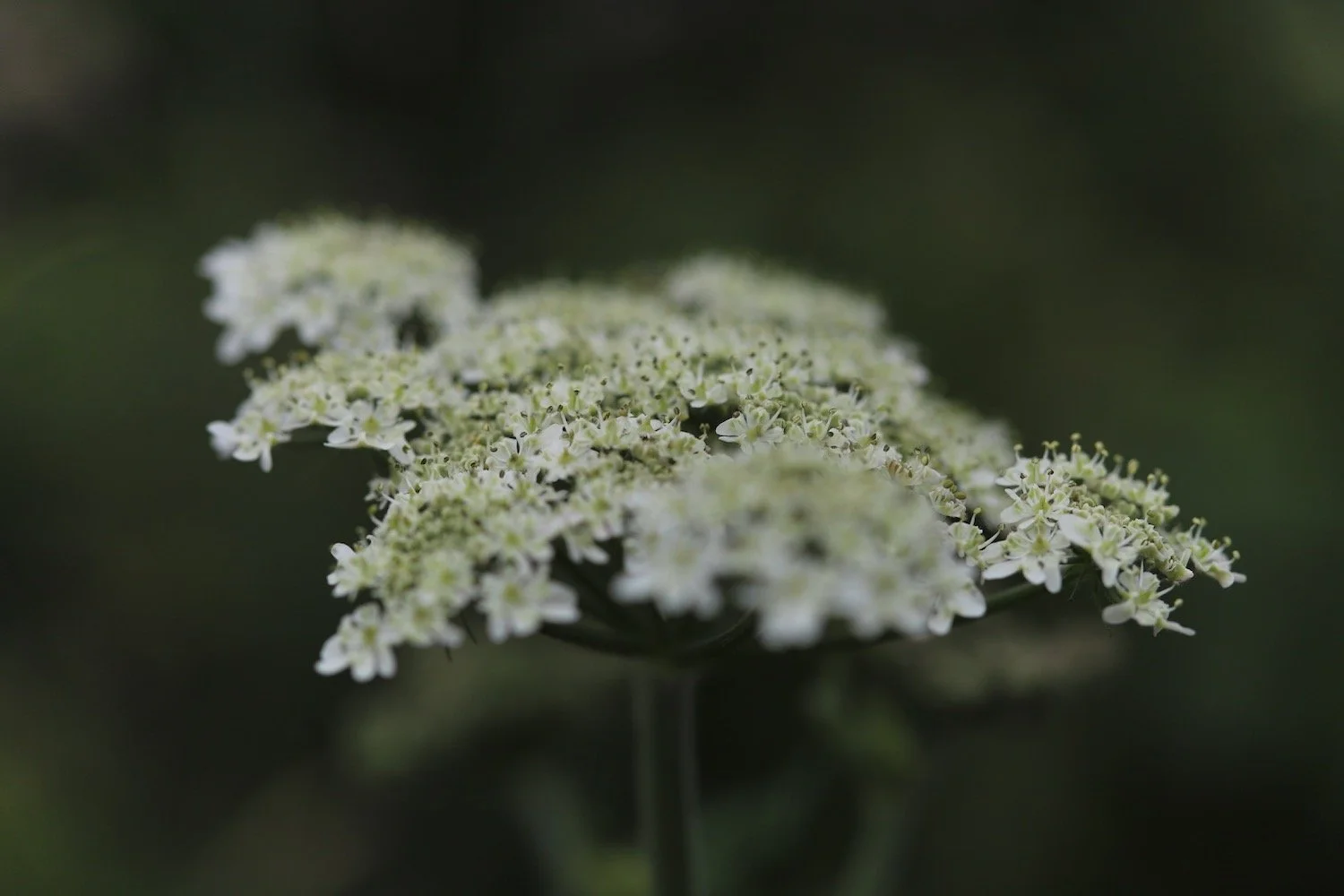 wildflowers 37.jpeg