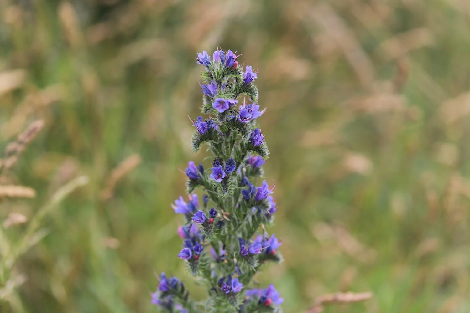 wildflowers 38.jpeg