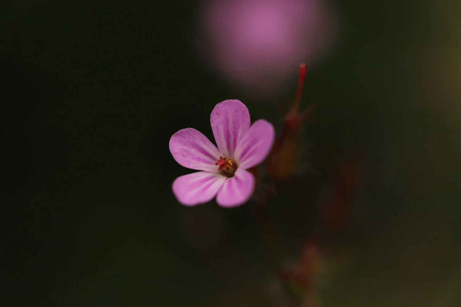 wildflowers 39.jpeg