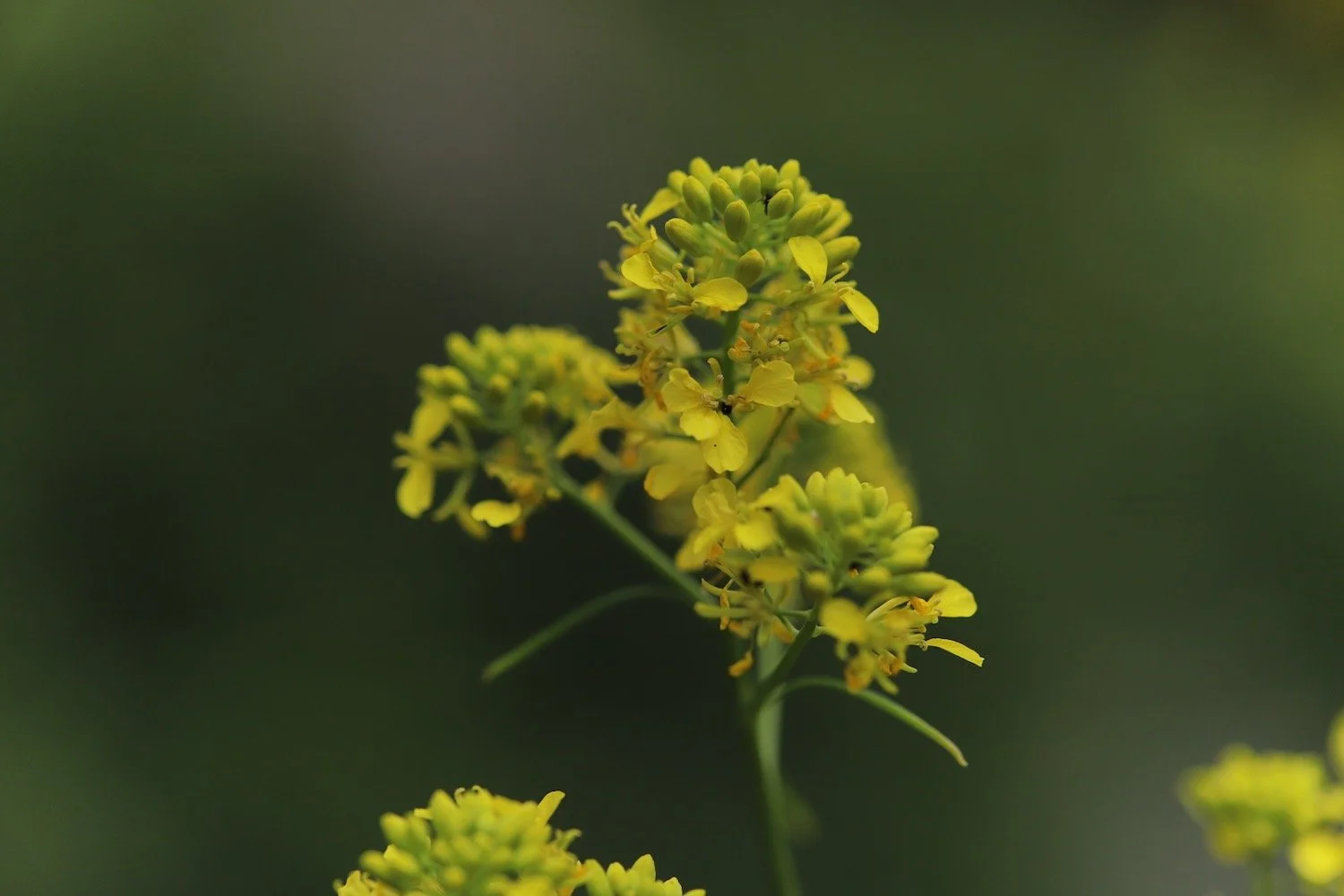 wildflowers 40.jpeg