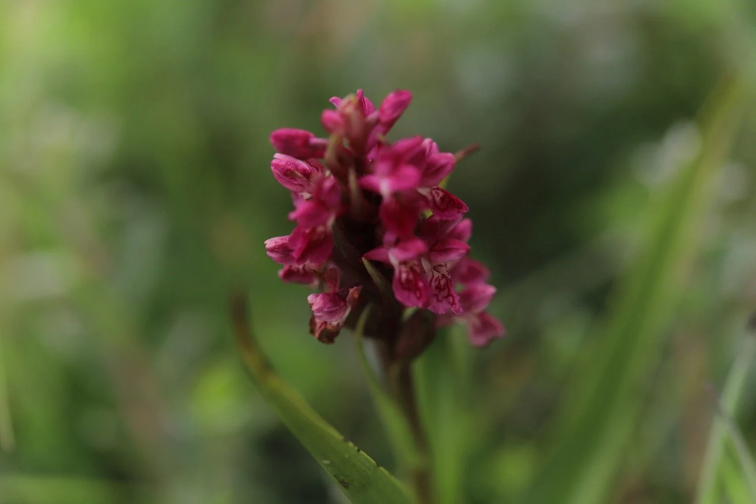 orchids 3.jpeg