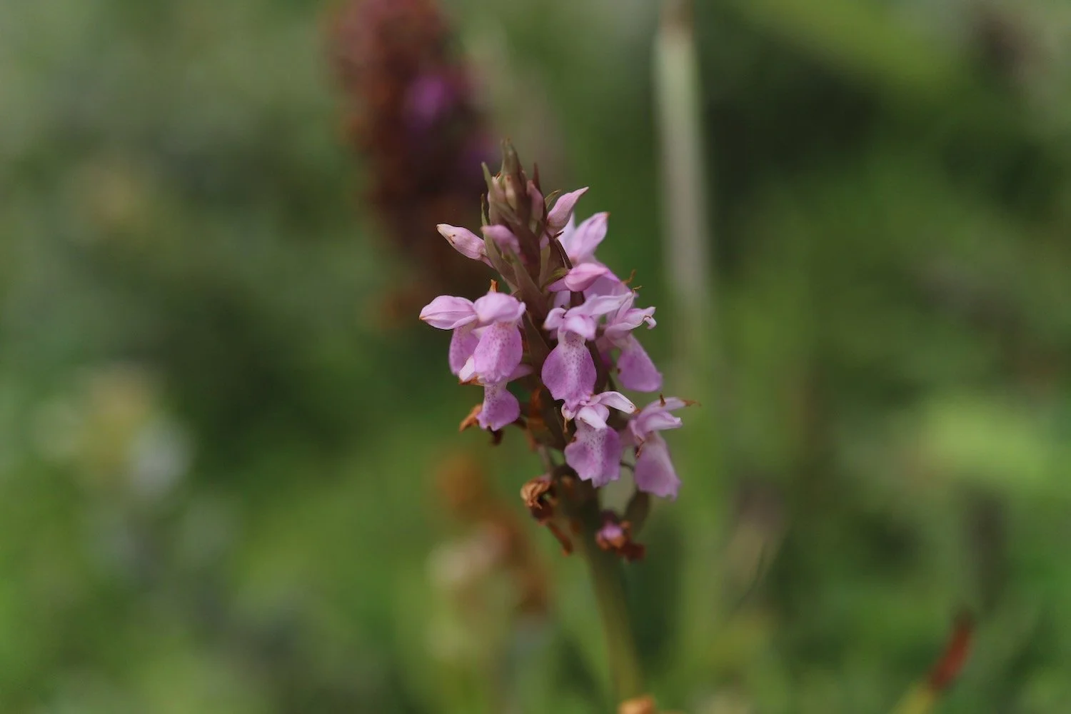 orchids 5.jpeg