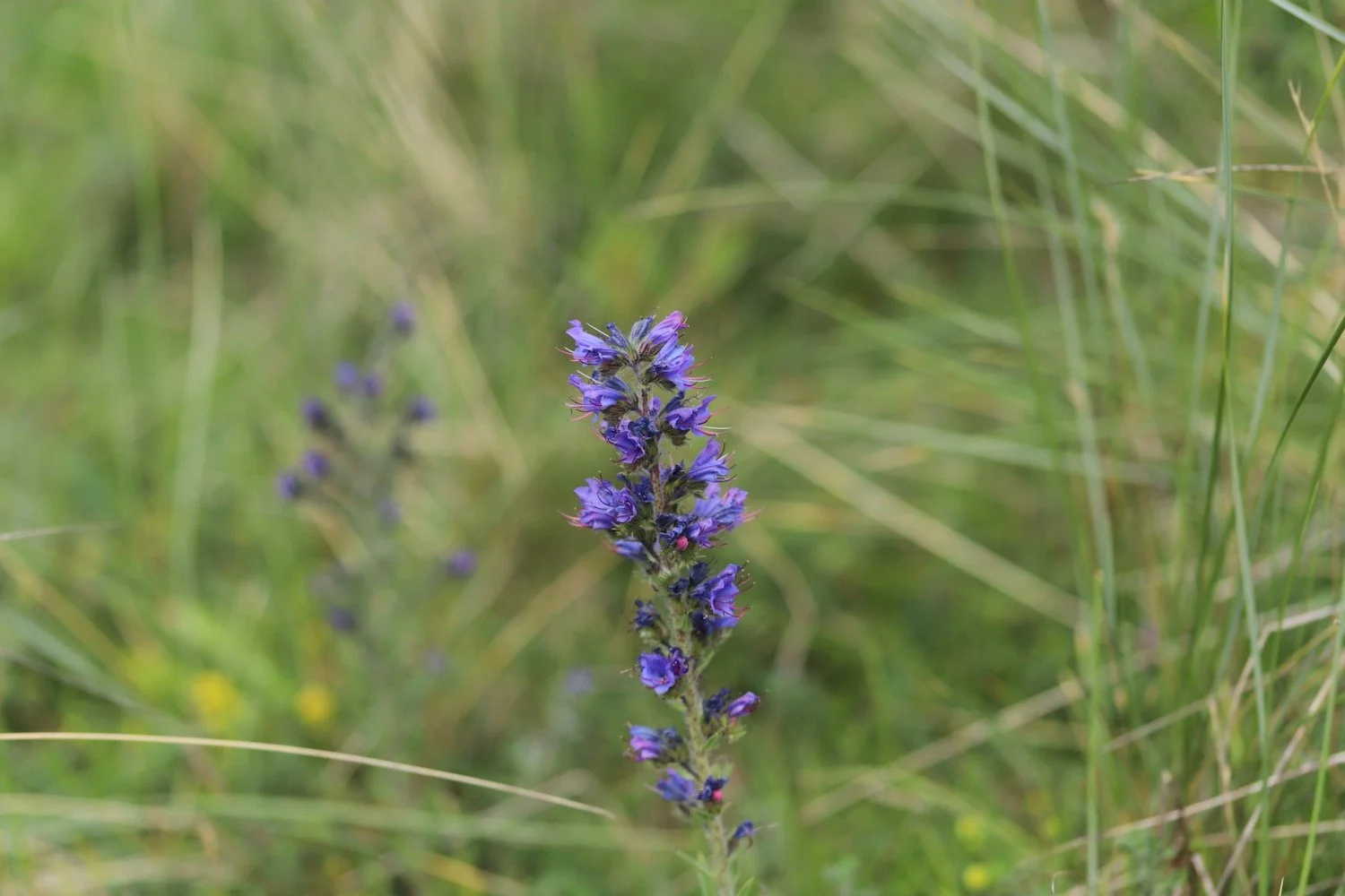 wildflowers 41.jpeg