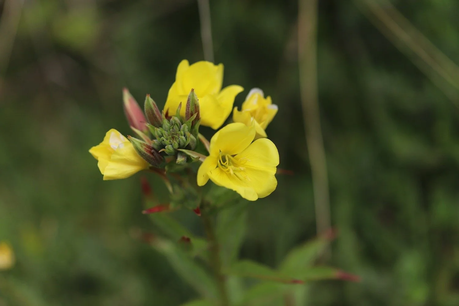 wildflowers 42.jpeg