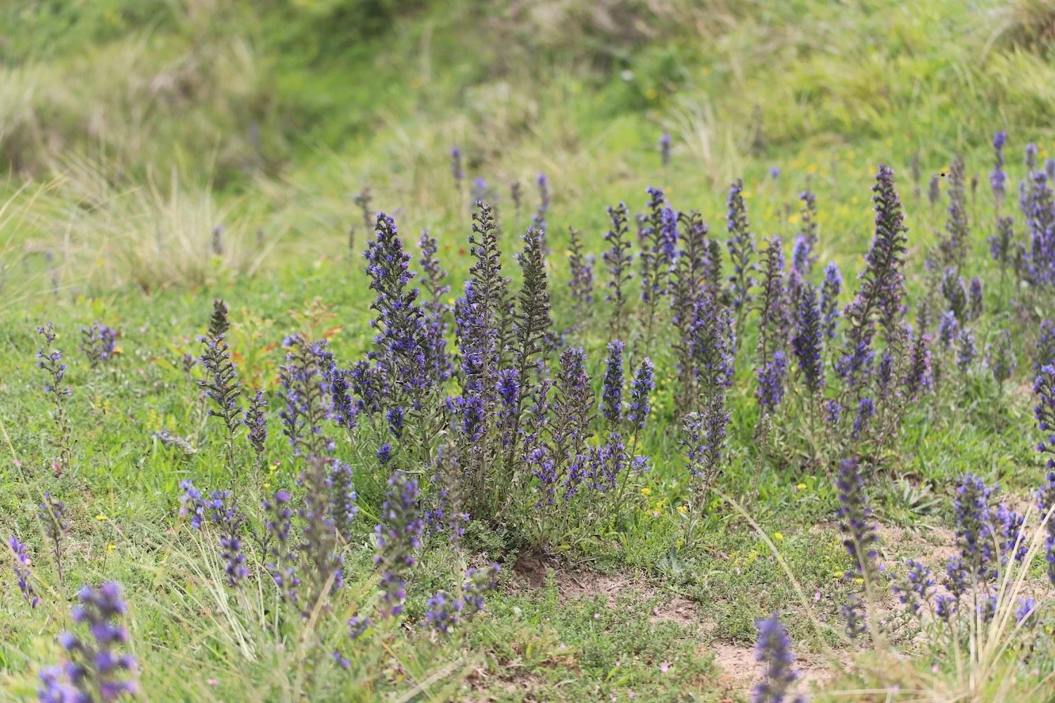 wildflowers 43.jpeg