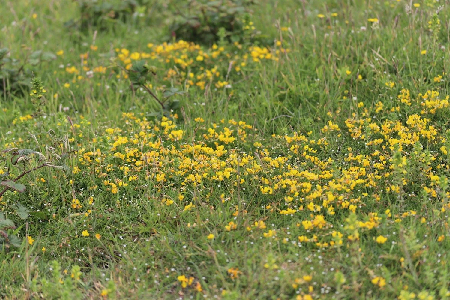 wildflowers 44.jpeg