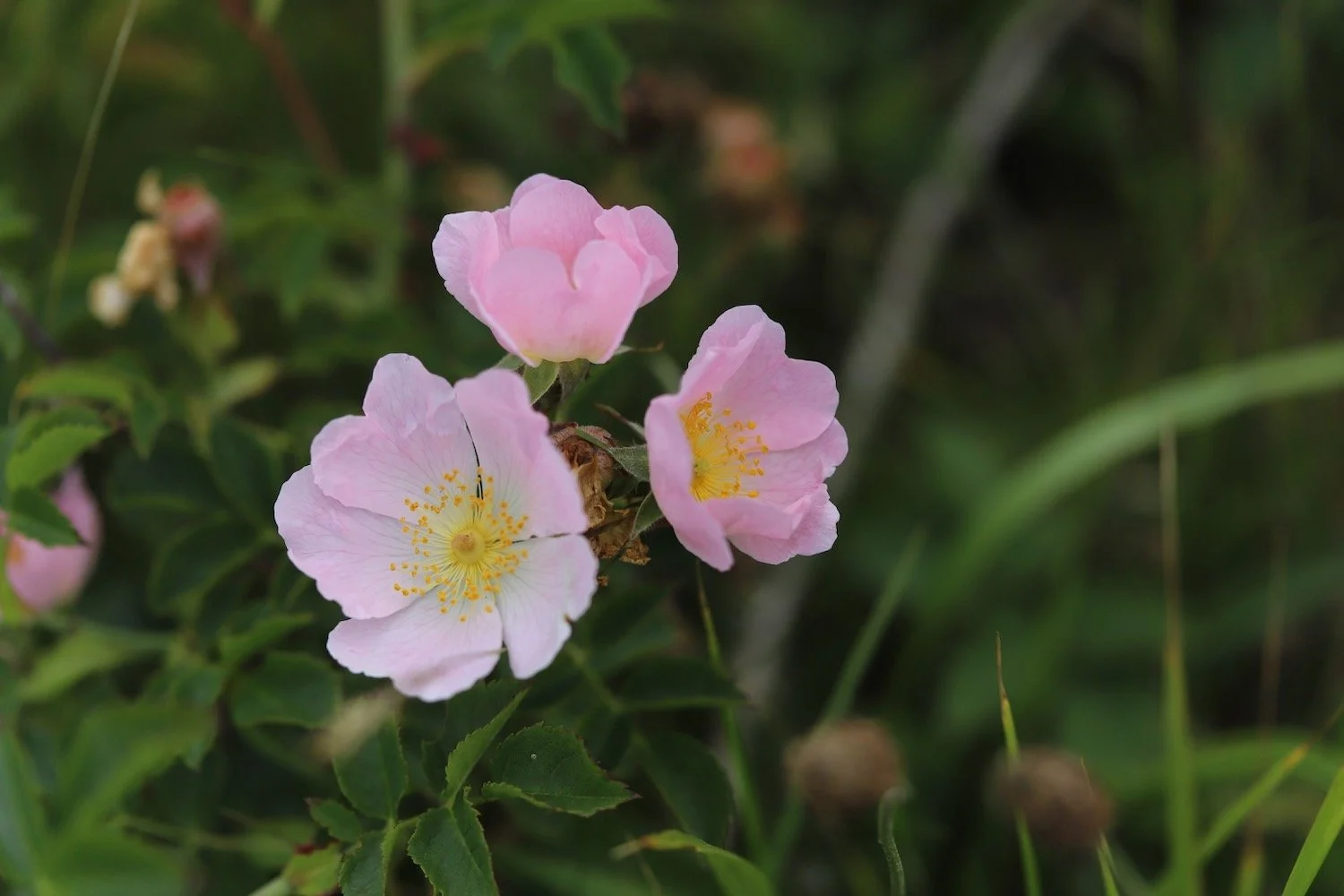 wildflowers 45.jpeg