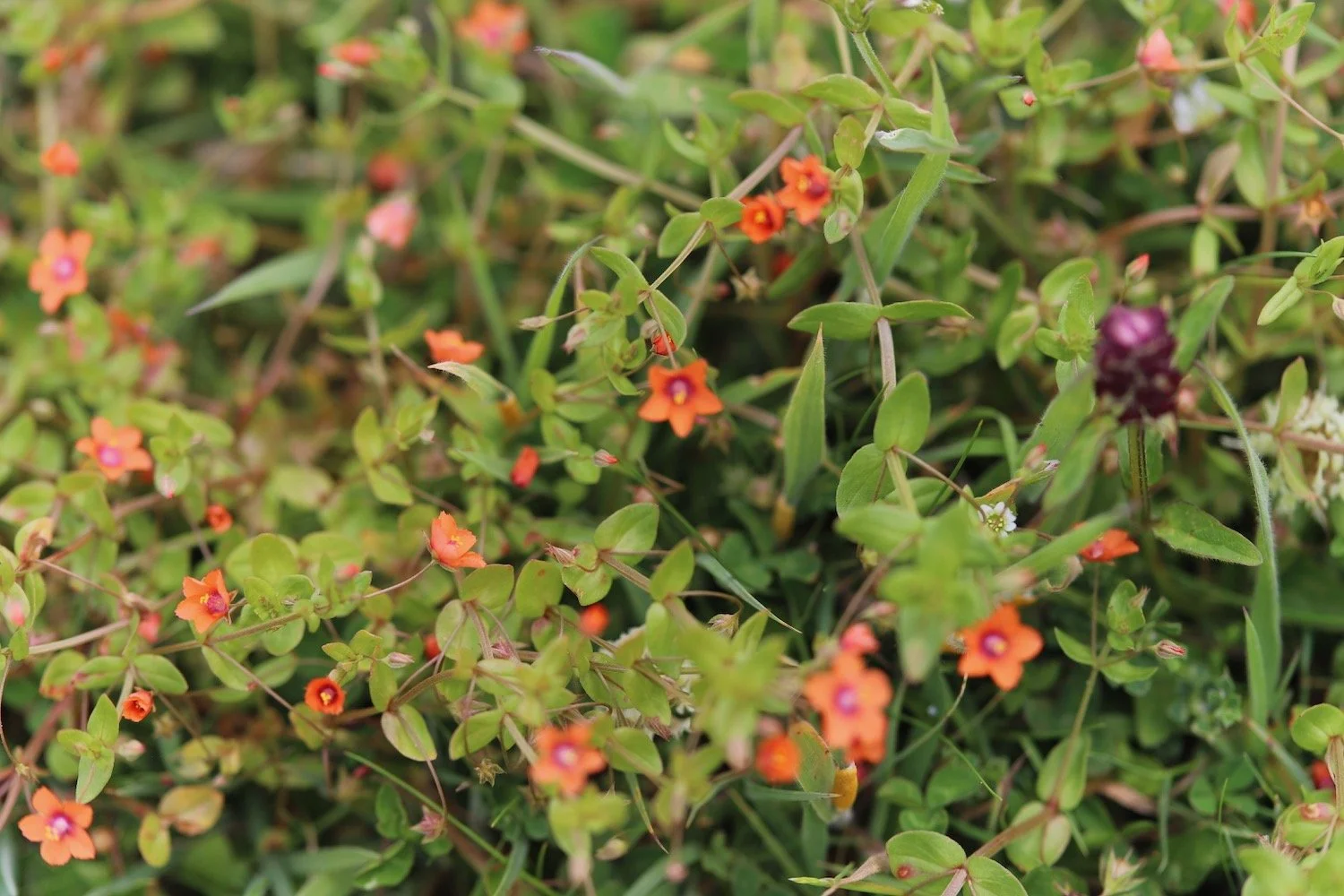 wildflowers 46.jpeg