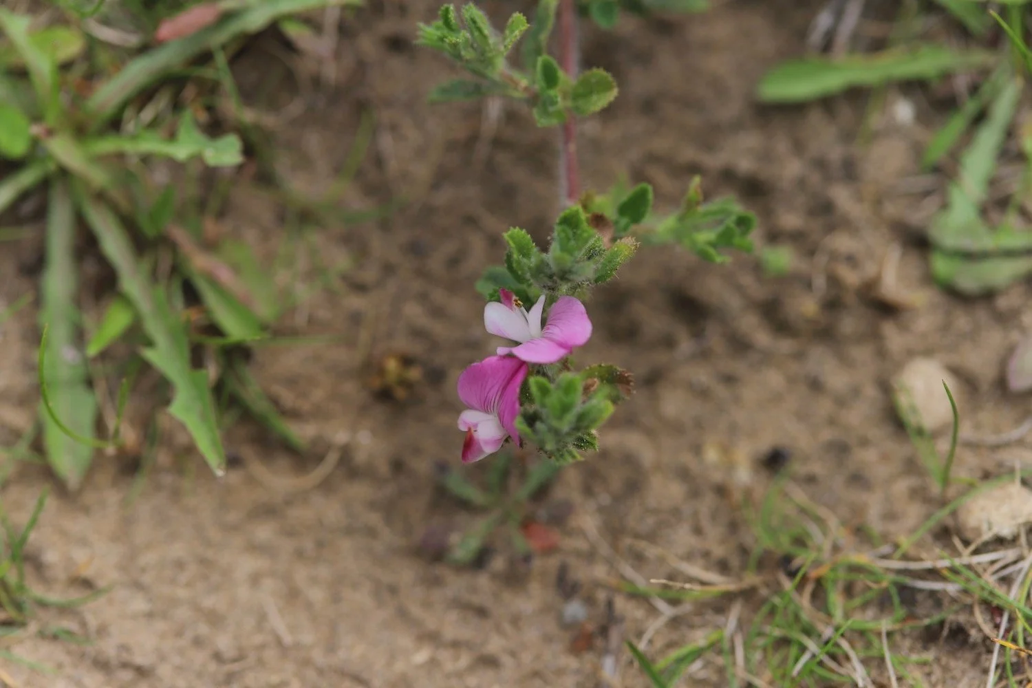 wildflowers 47.jpeg