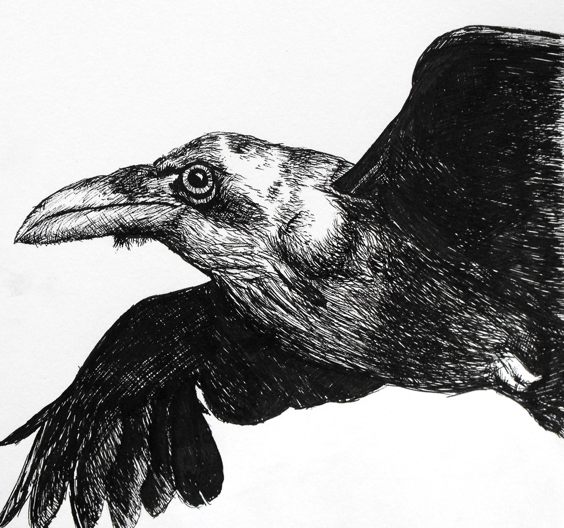 Raven