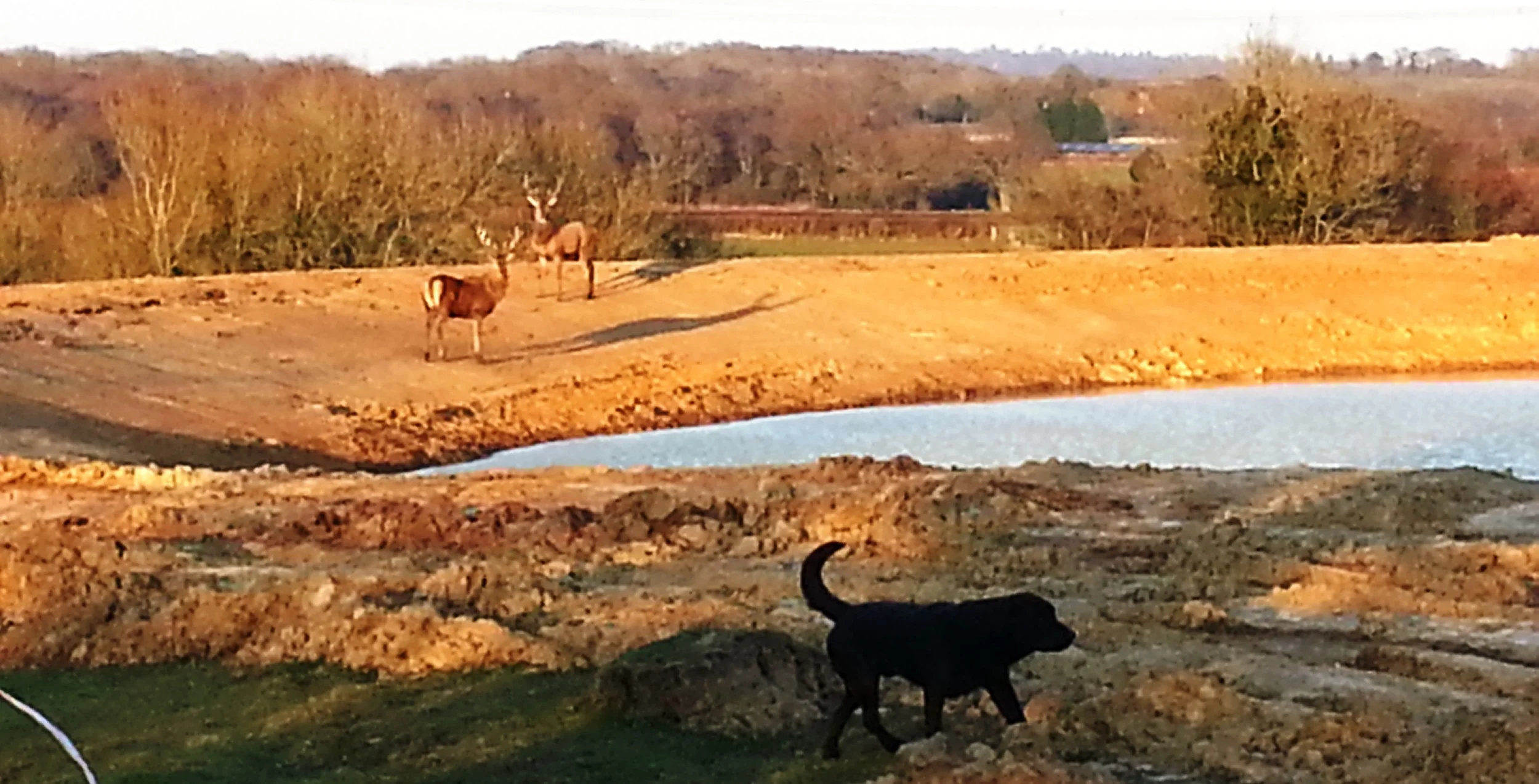 Red stags at Brick Farm’s new lake
