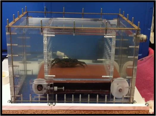  A video of the treadmill in action can be found  here  . &nbsp; 