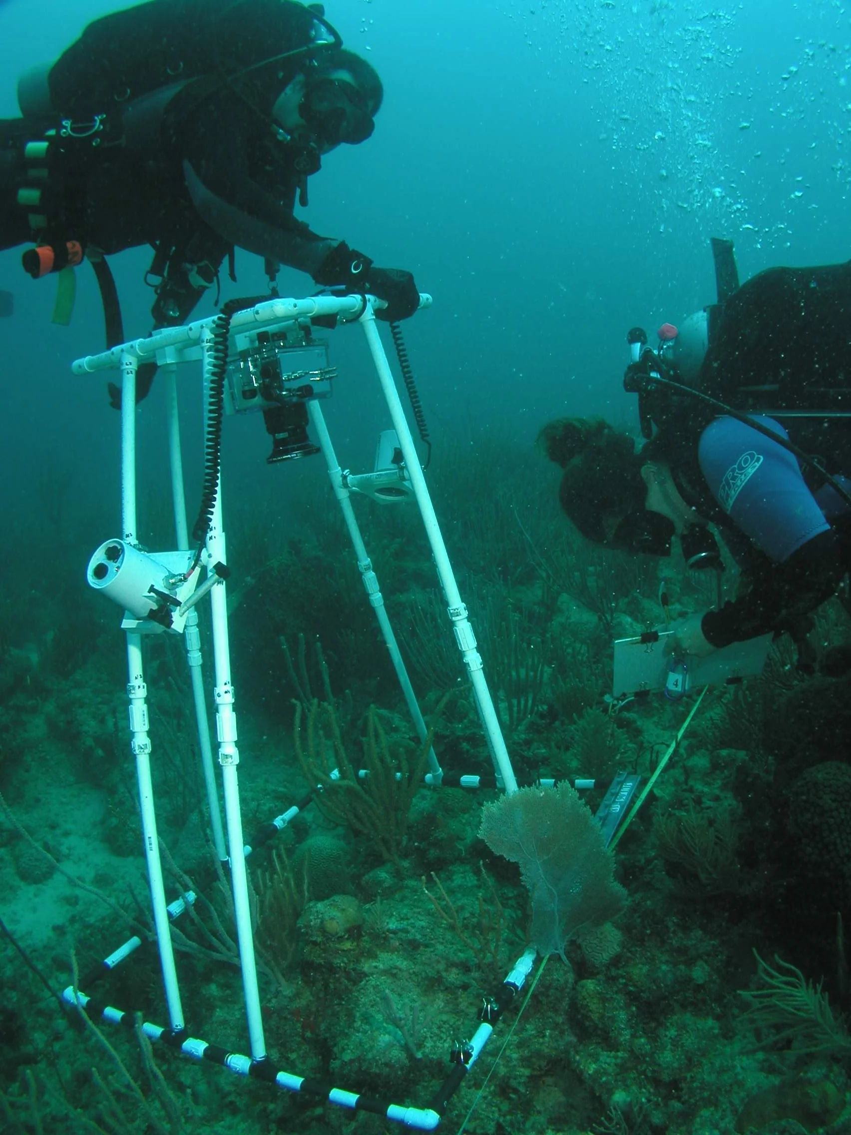  A 0.75m2 framer is normally teamed by two divers. &nbsp;One diver positions and operates the camera while the second diver takes raw data and changes identification tags captured within each image. 