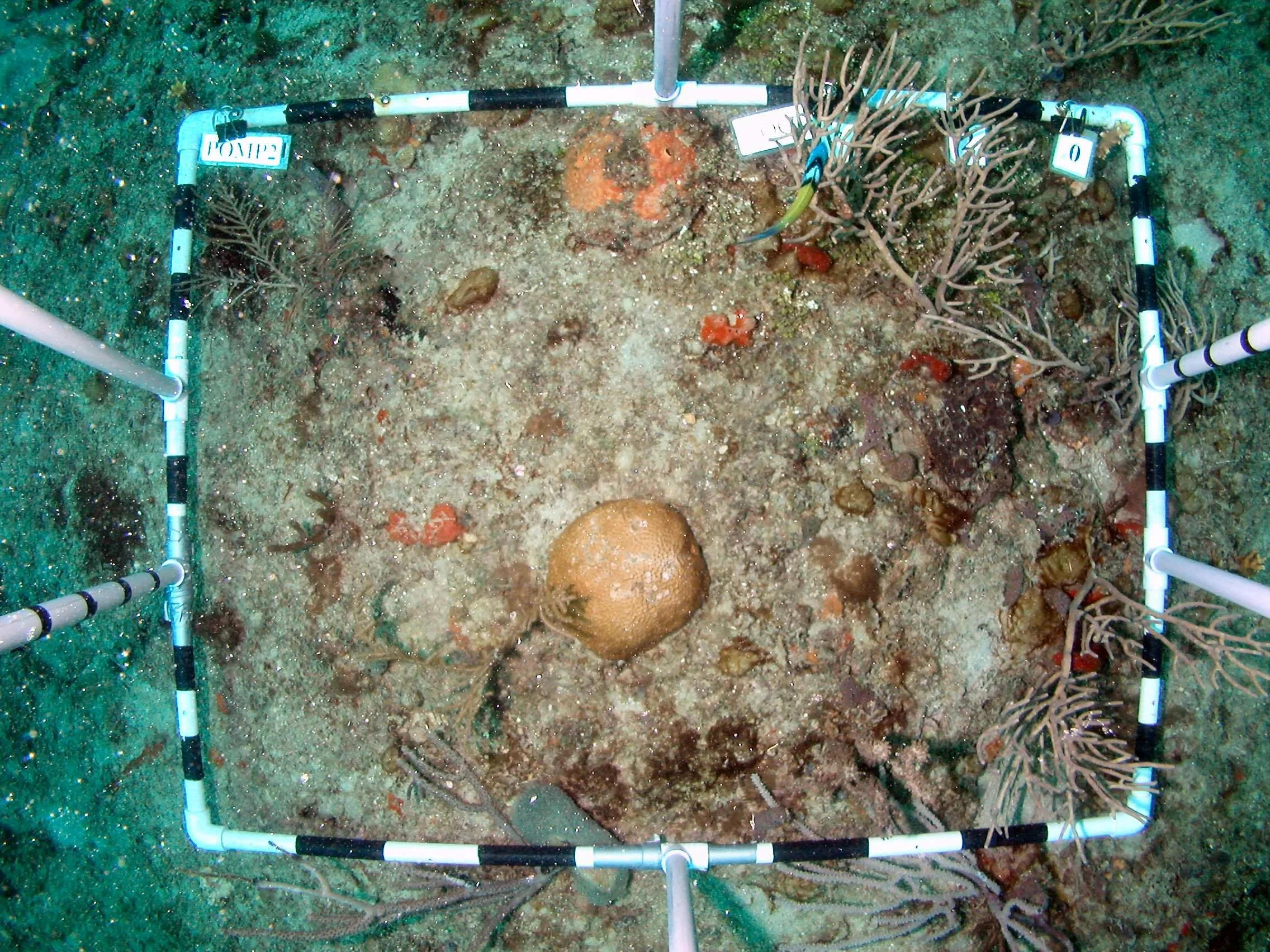  Sample image taken with 0.75m2 framer ready for processing with CPCe.&nbsp; 