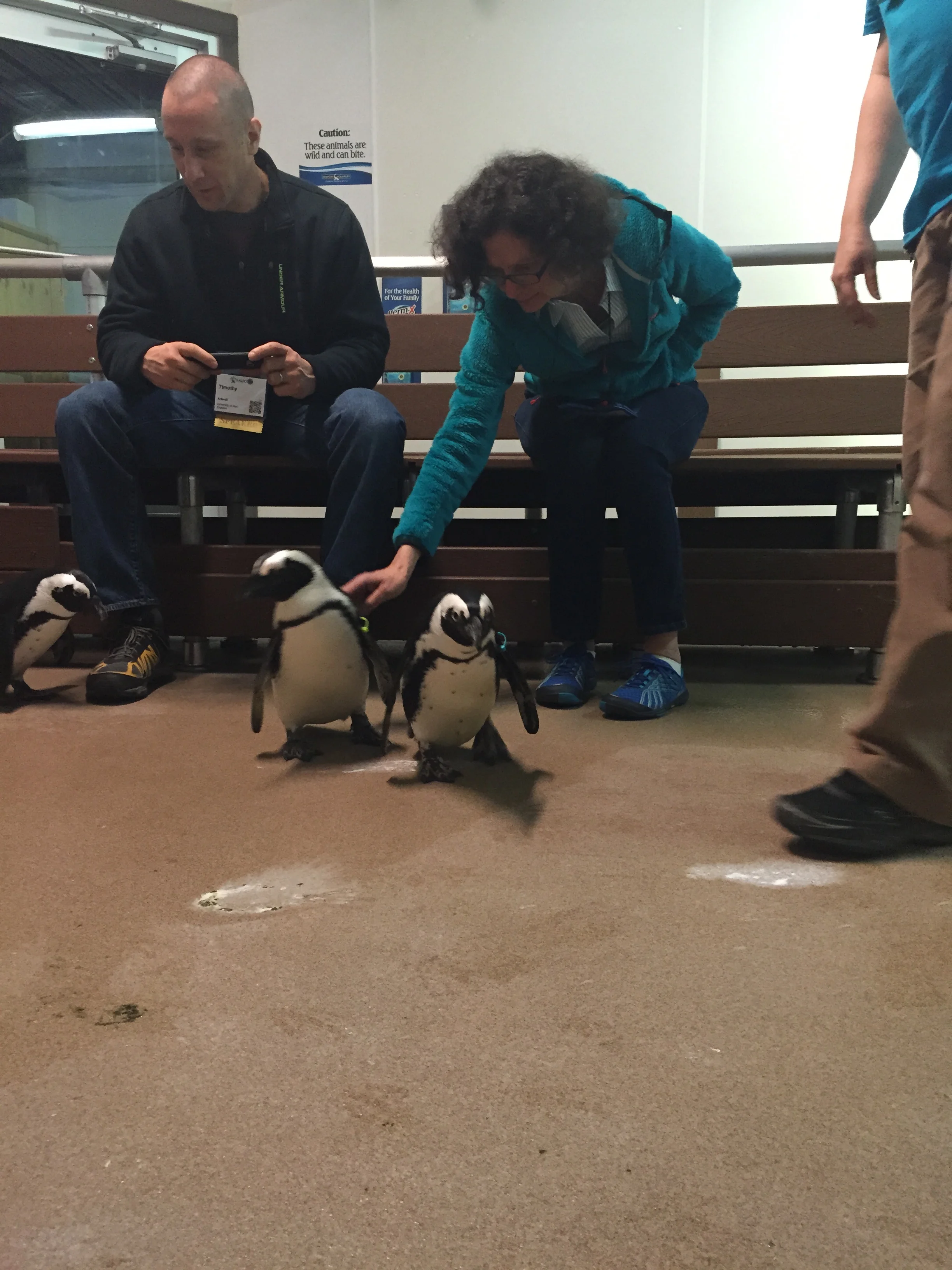  Meeting therapy penguins 