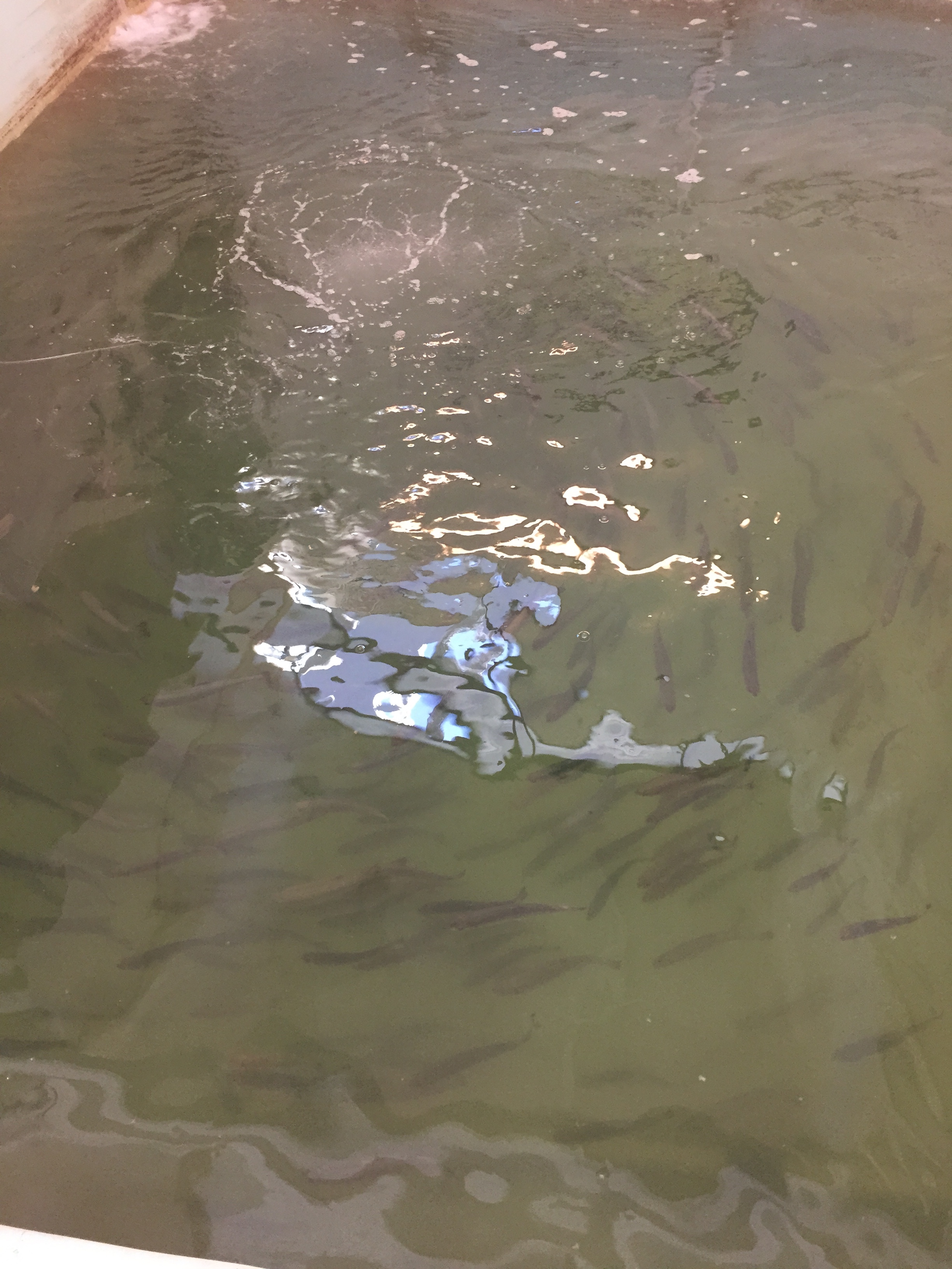 GENERATION 1 COMPLETE - As the trout reached 4-5", we started to push the limits of our filtration system which increased the frequency of maintenance and now required 24/7 attention. The good news was that we proved our concept! 