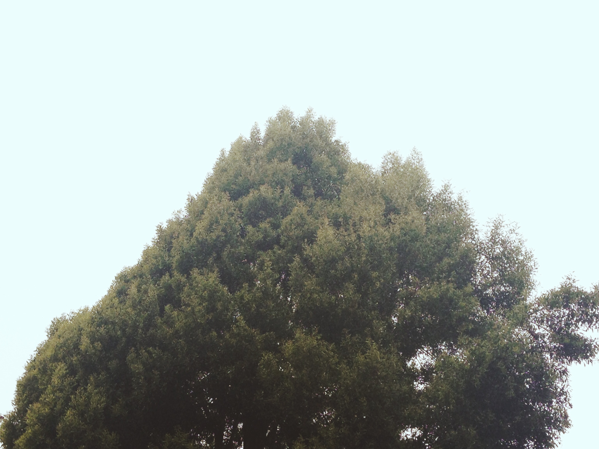 what overcast is like in alamo square