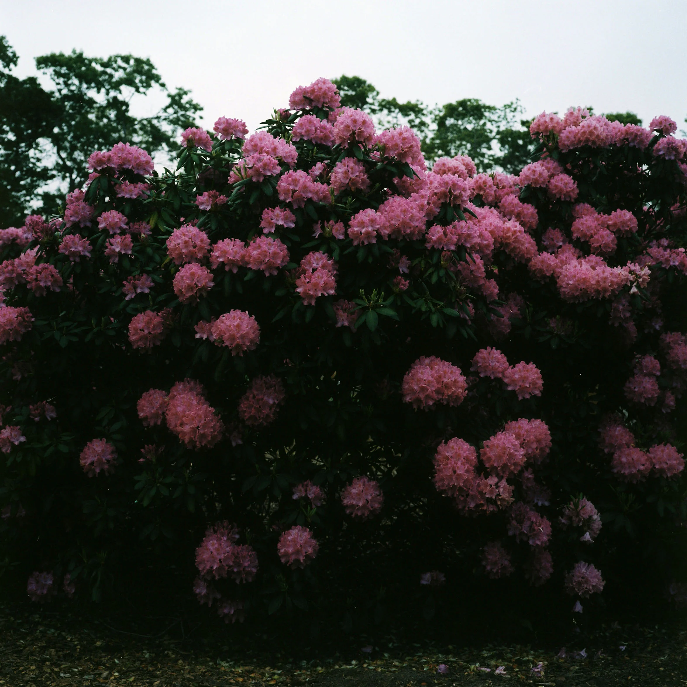 carl's rhodendrums.jpg