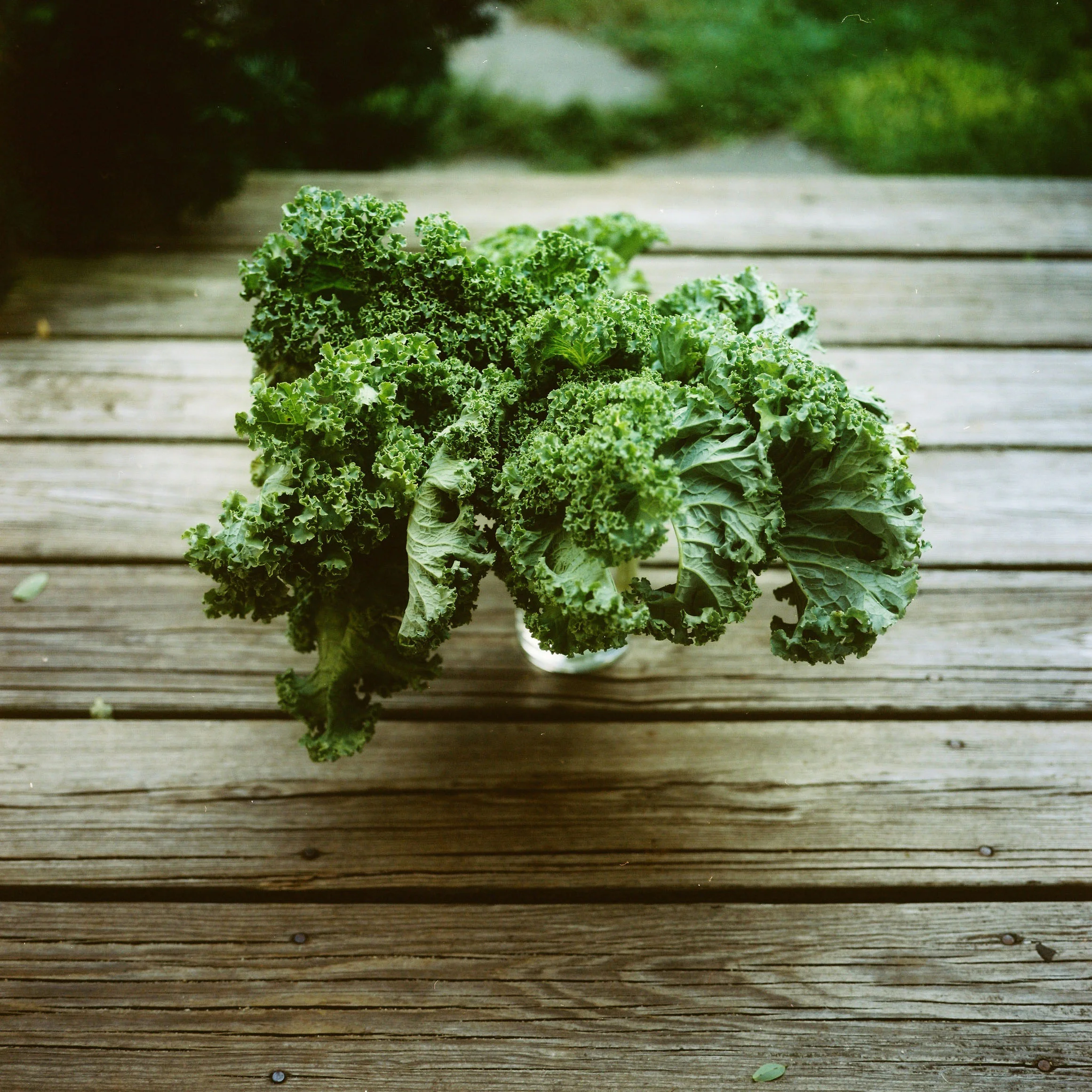 kale from garyC.jpg