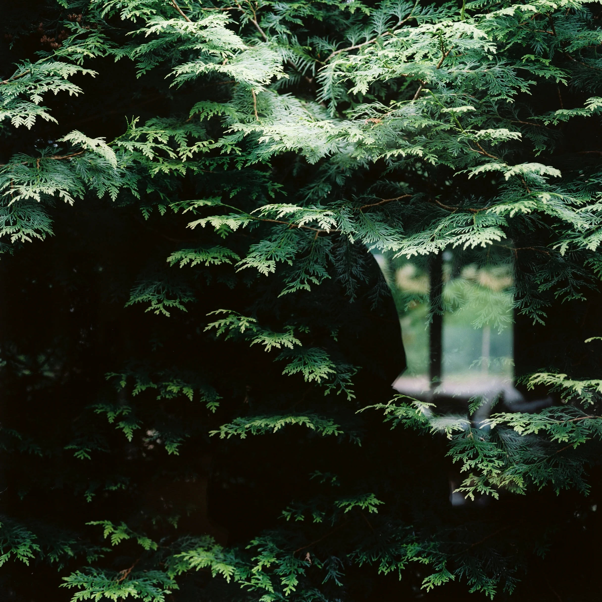 hemlocks in the window.jpg