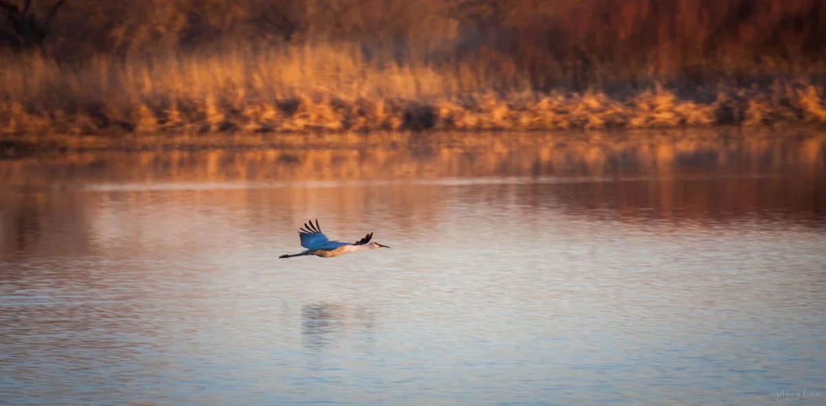 A Rocky Mountain Sandhill Crane at sunset