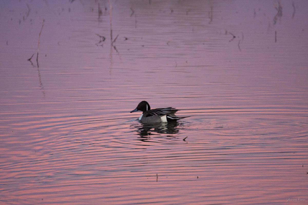 One of over 100,000 ducks at the preserve