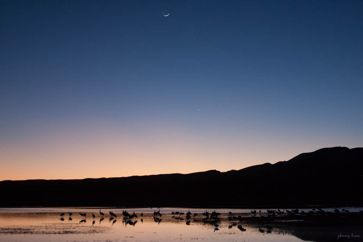 Rocky Mountain Sandhill Cranes under a setting new moon