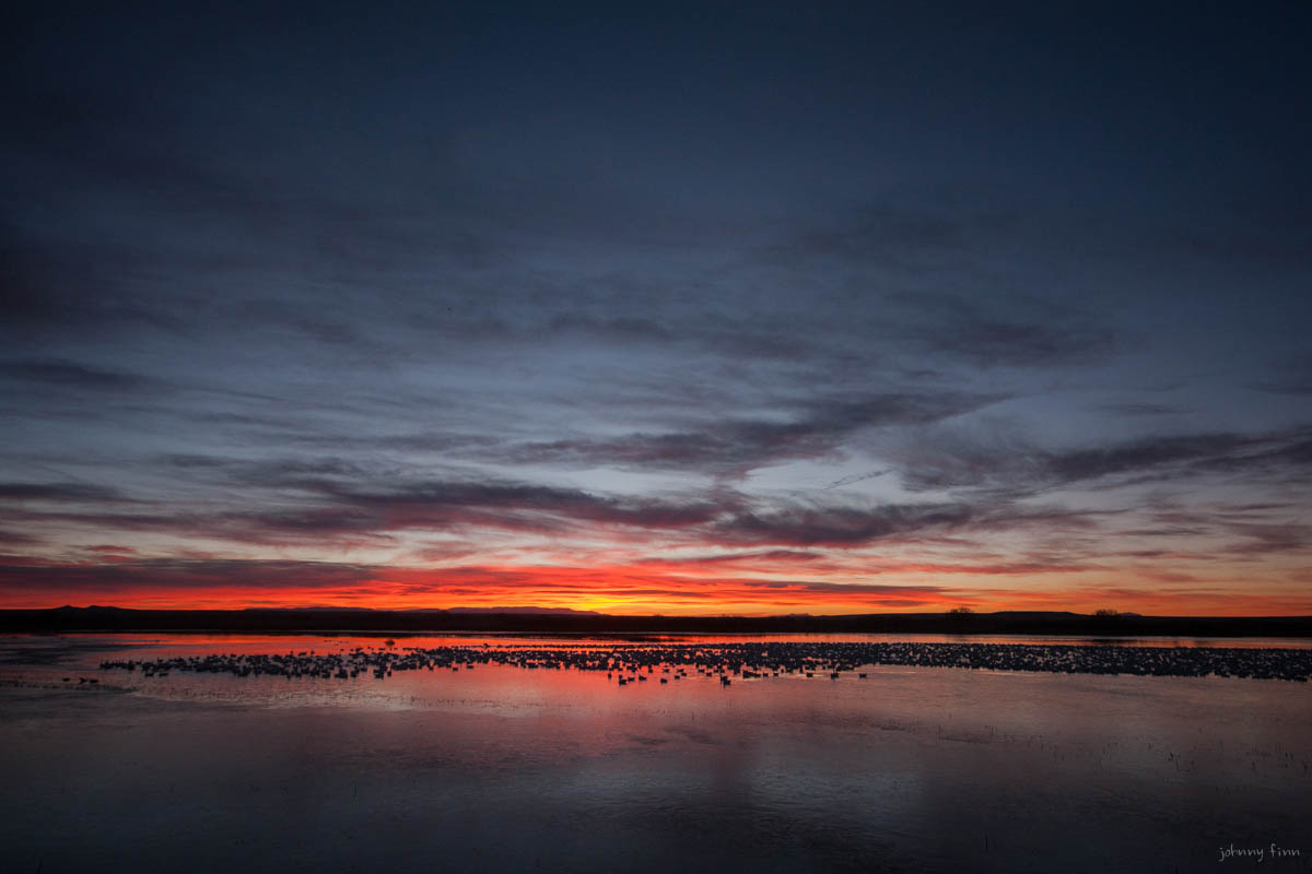 Sunrise over the Bosque, and thousands of light geese