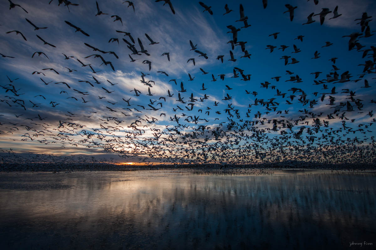 Just after sunrise tens of thousands of geese take flight at exactly the same time