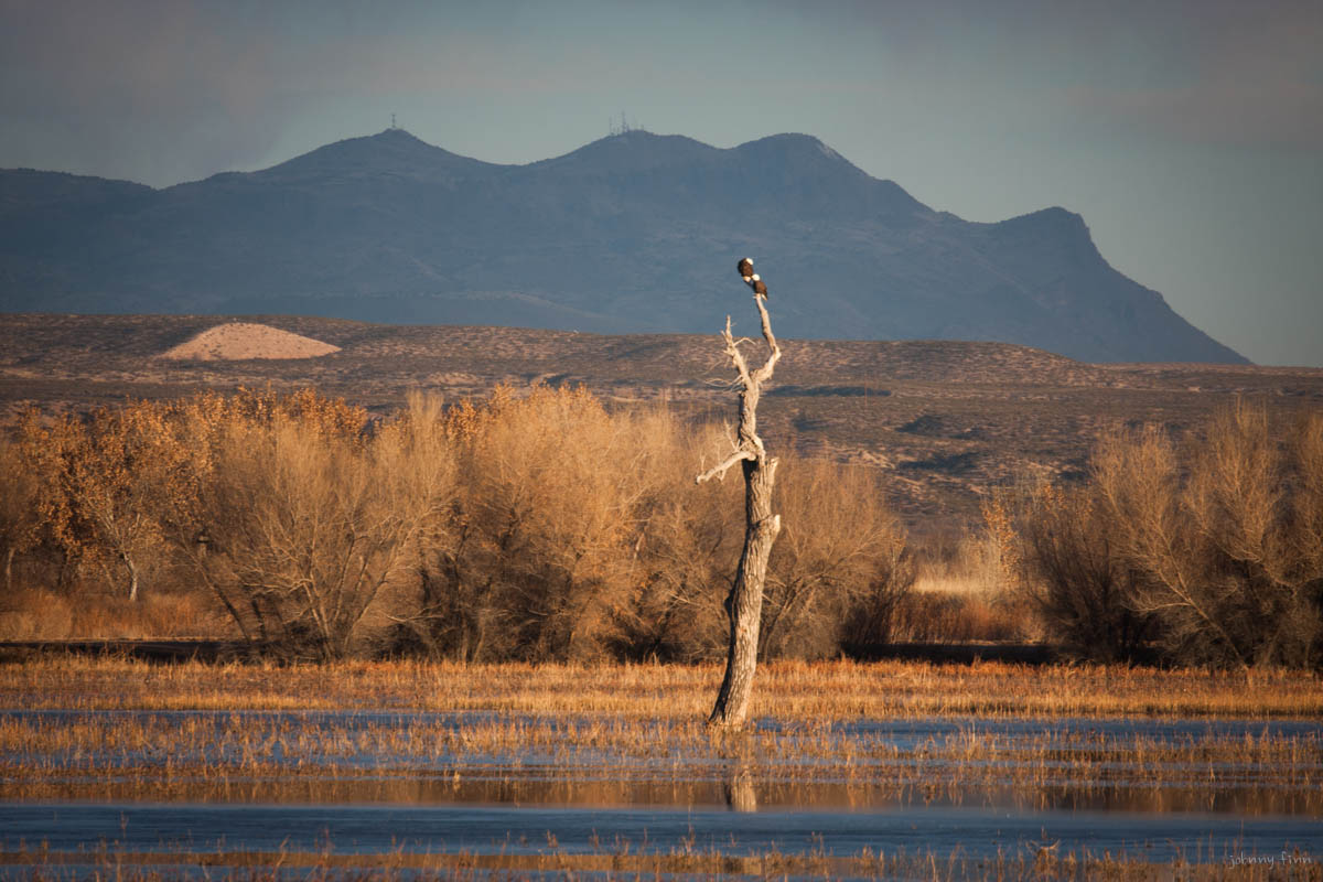 Bald eagles just after sunrise