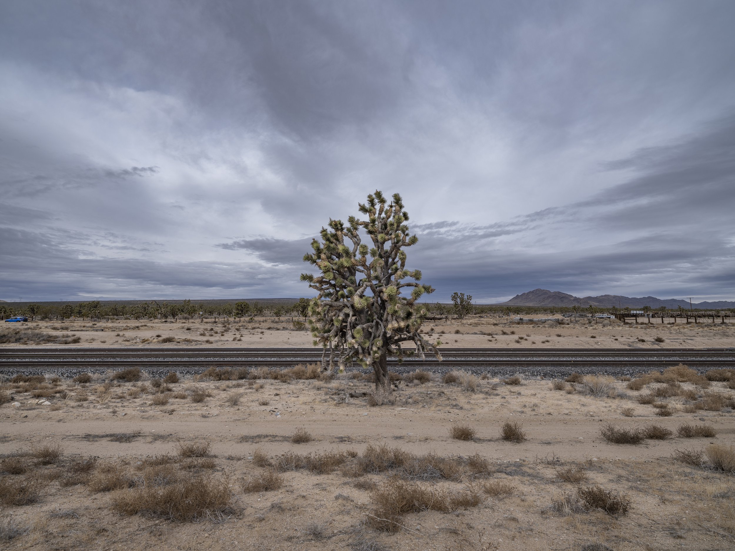  Cima #1. Mojave Preserve. December 27, 2022 