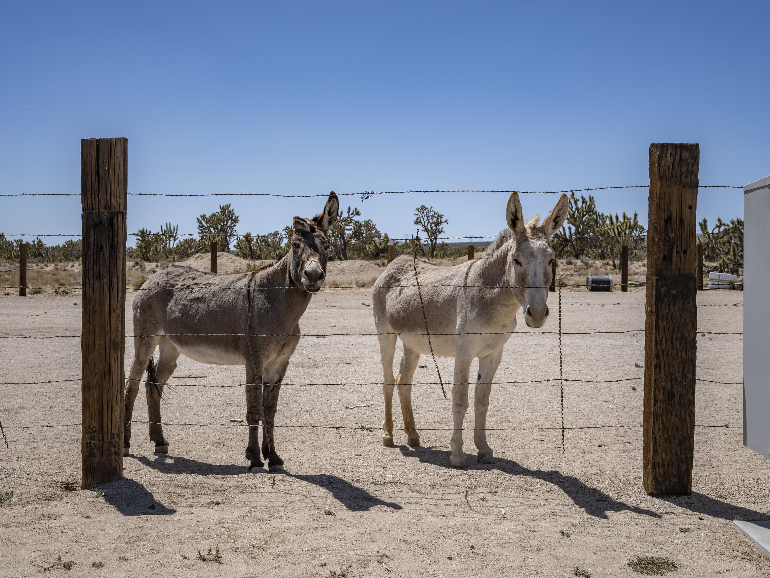  Donkeys. Cima, California. June 12, 2022 