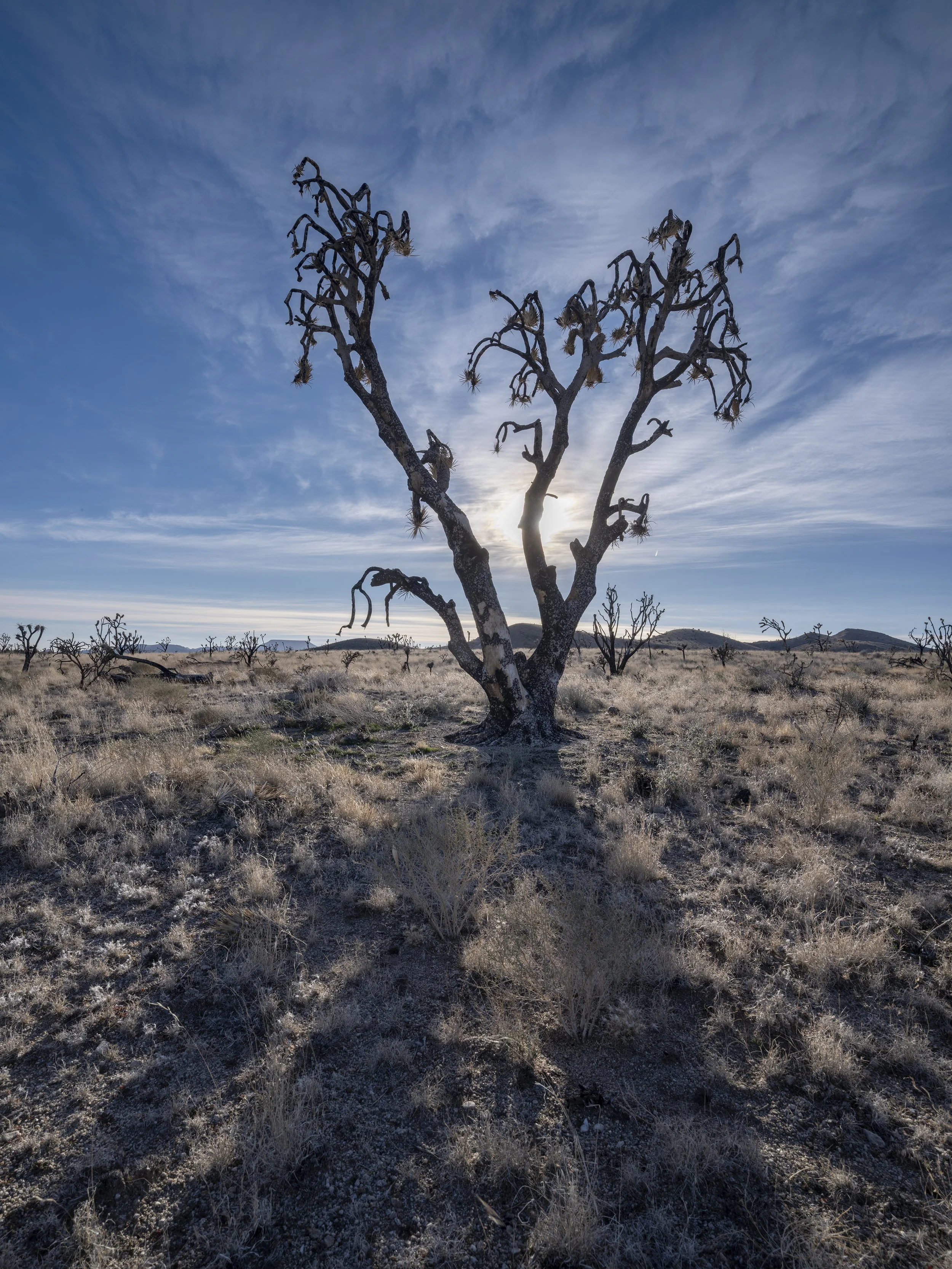 Burned Joshua. New York Mountains. Mojave Preserve. December 17, 2025.jpg
