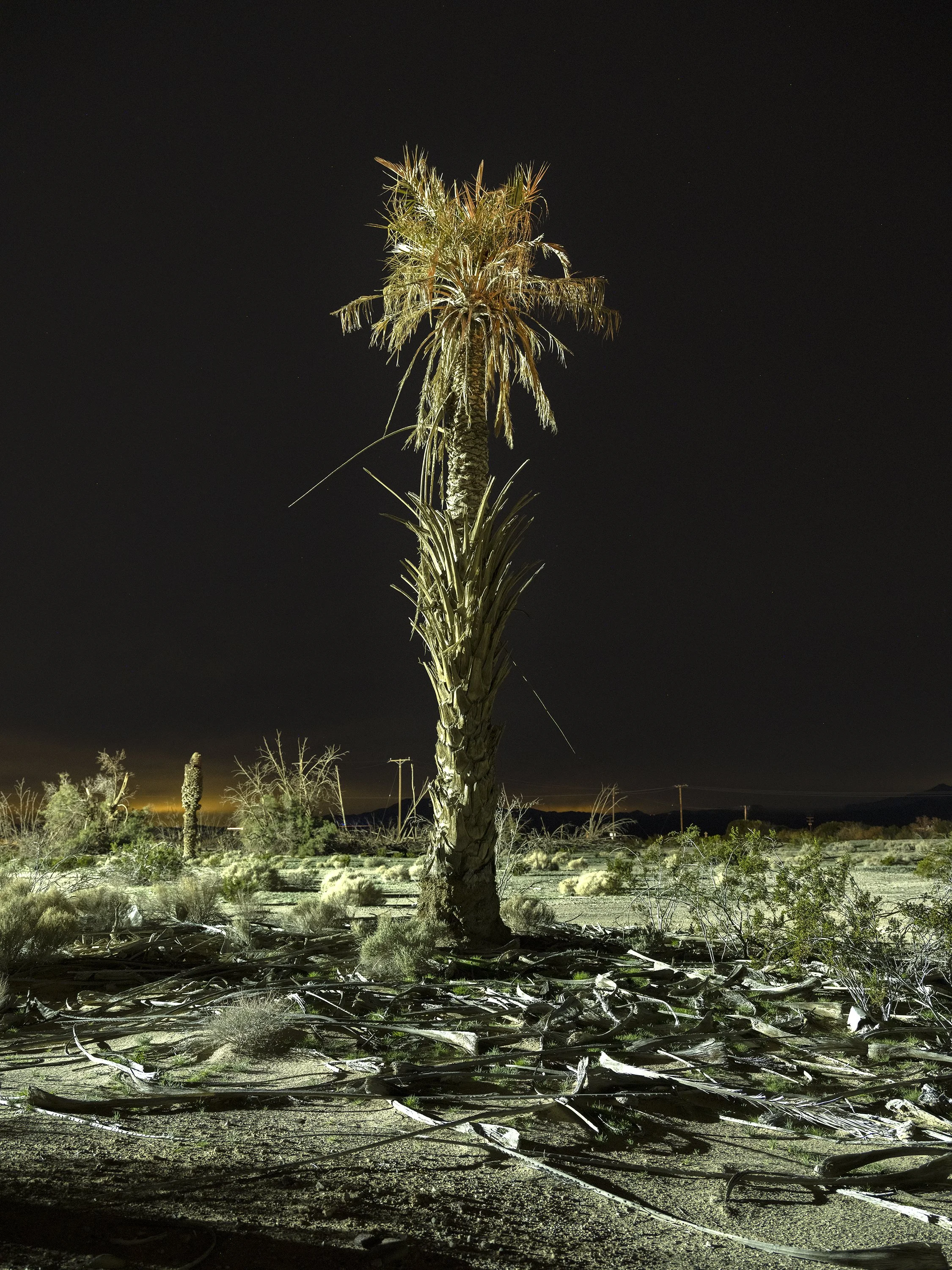 Dead Palm #1. Cadiz, California. January 21, 2026.jpg
