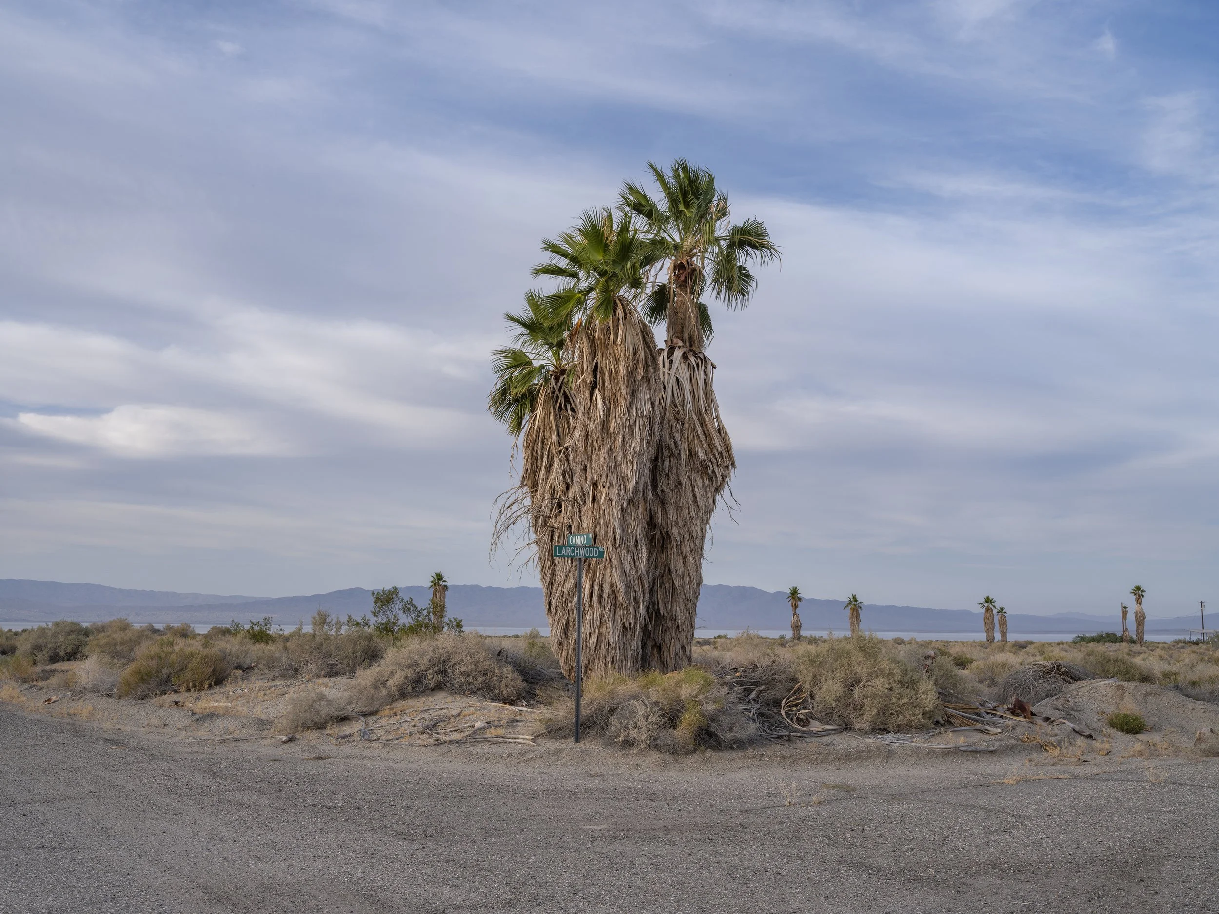 Camino and Larchwood #3. Salton Sea Beach. April 20, 2026.jpg
