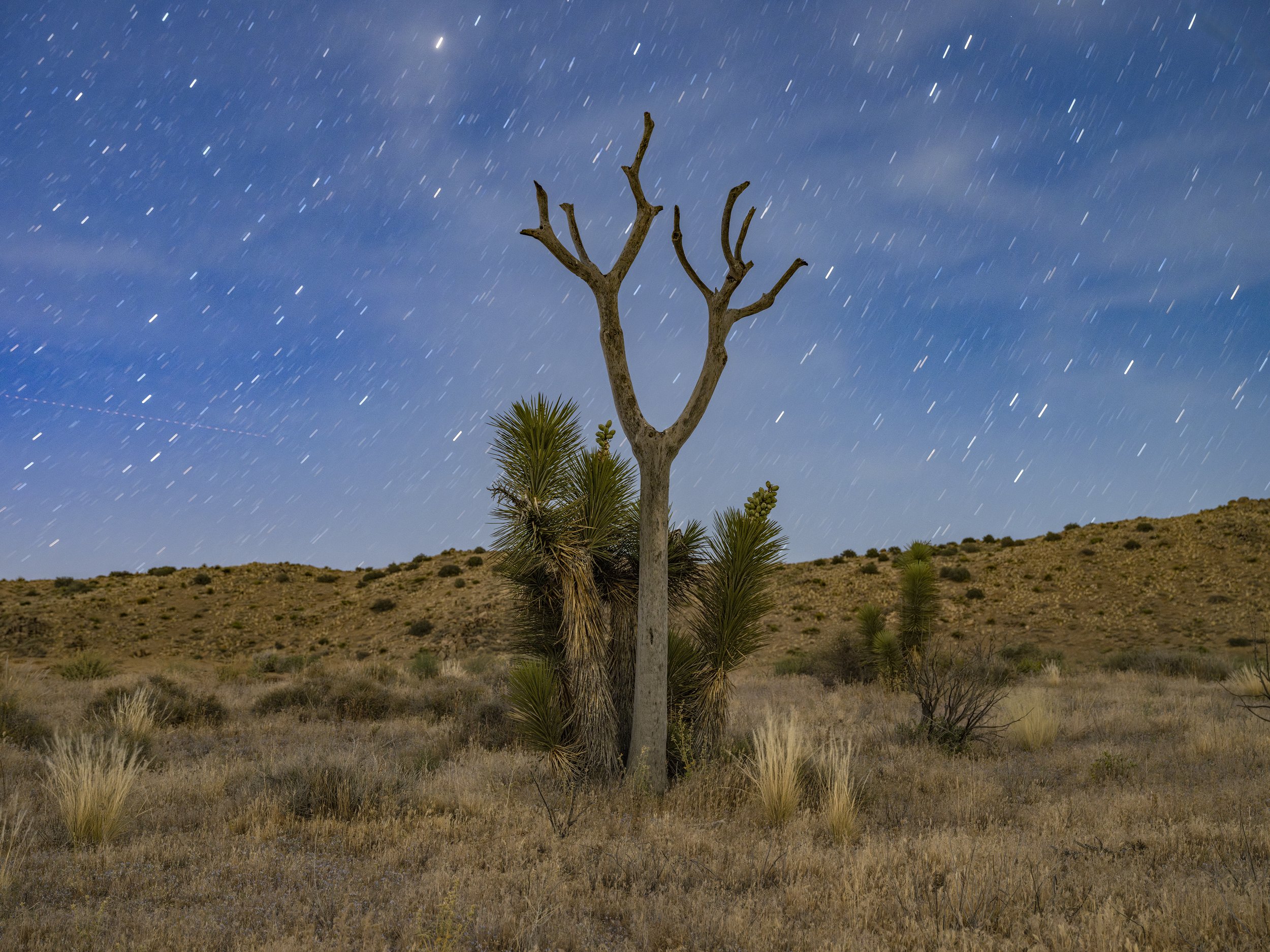Covington Flats. Joshua Tree NP. May 12, 2026