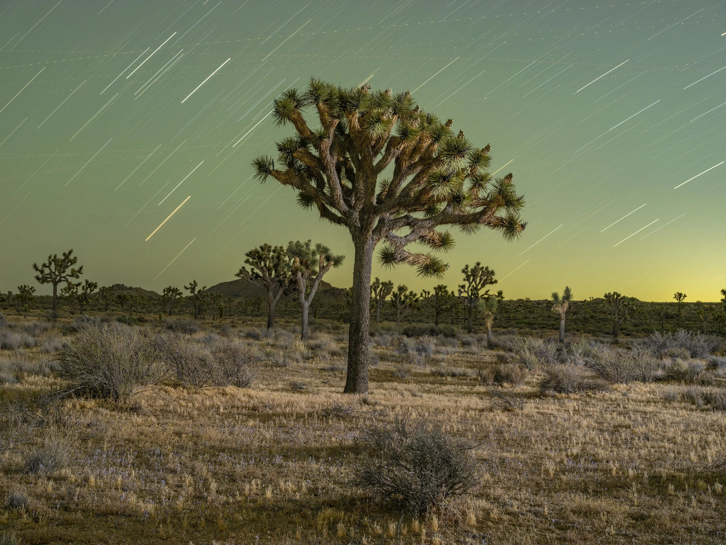 Joshua Tree NP #3. May 6, 2026