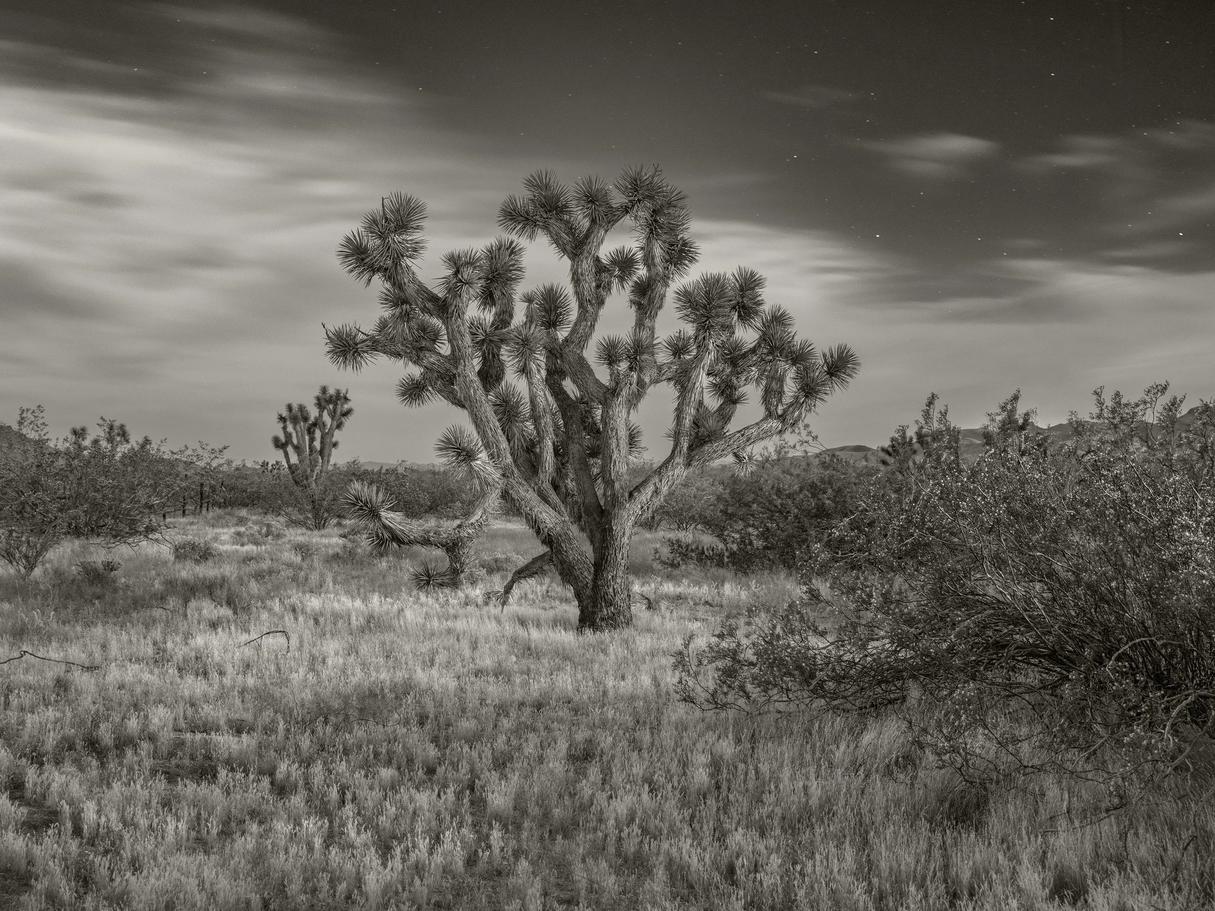 Lanfair Town Site. Mojave Preserve. April 29, 2026