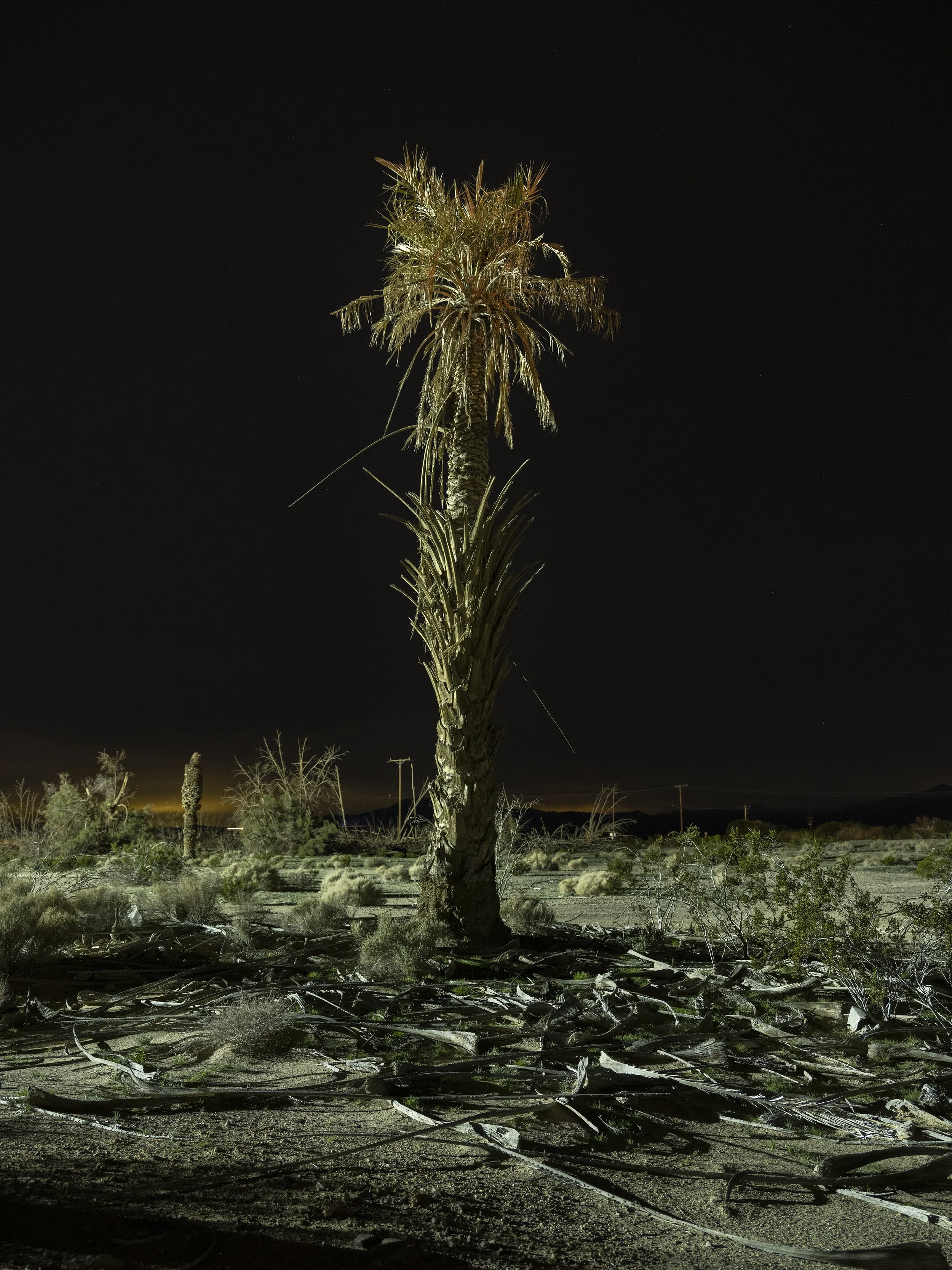 Dead Palm #1. Cadiz, California. January 21, 2026