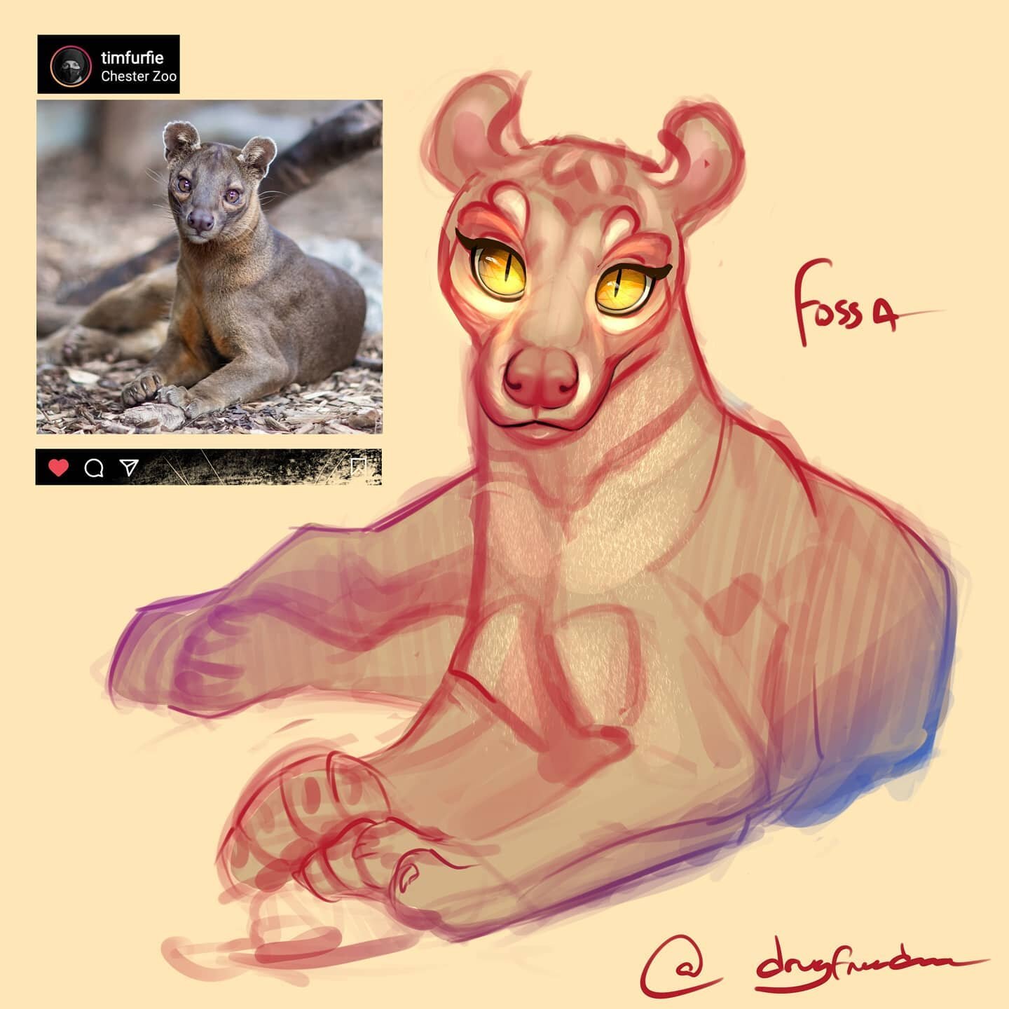 #fossa 😎
- - 
Photo by: @timfurfie 📸 👍🏾
- -
#madagascar #drawing #sketching #tiktok #art #animalart #wildlifeart