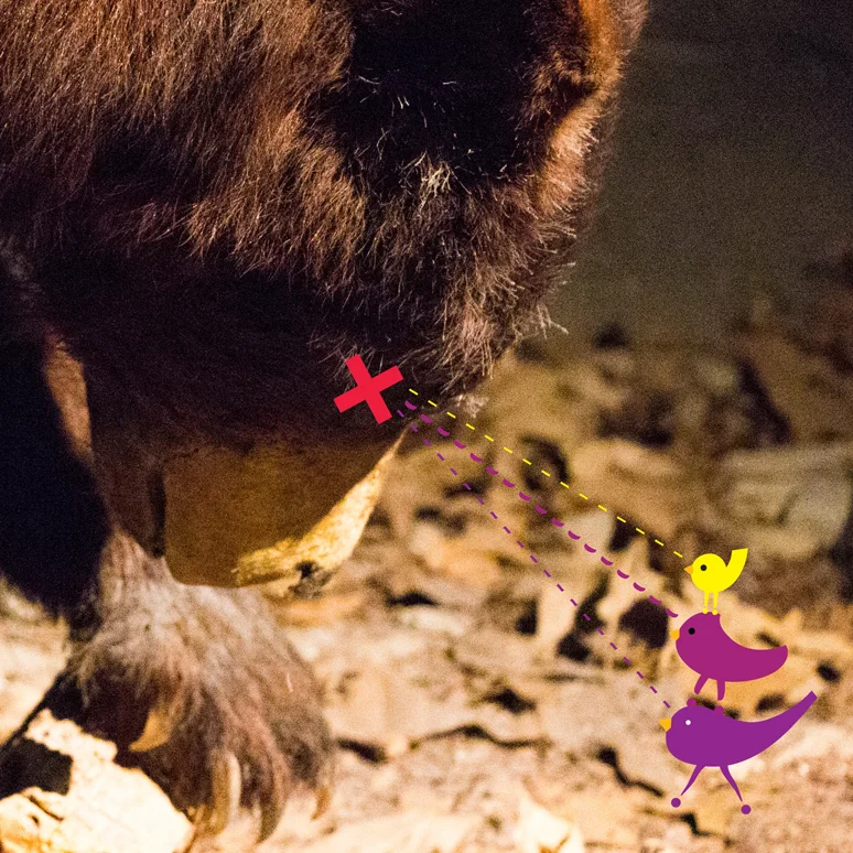 bear.jpg