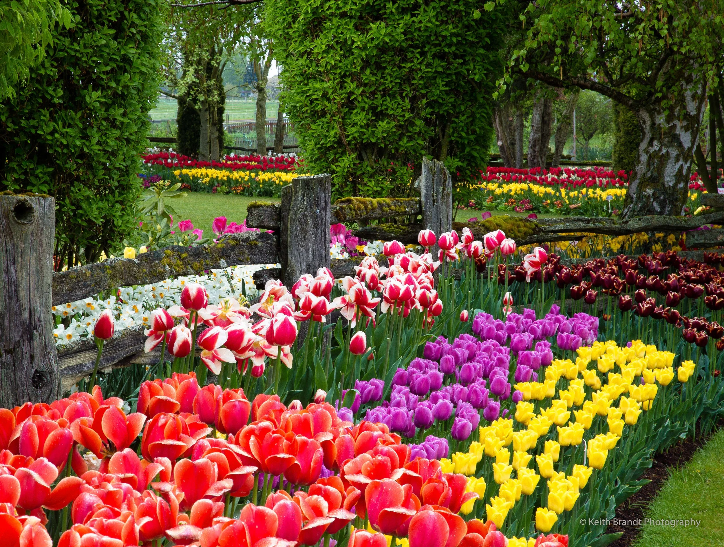 Fence and tulips