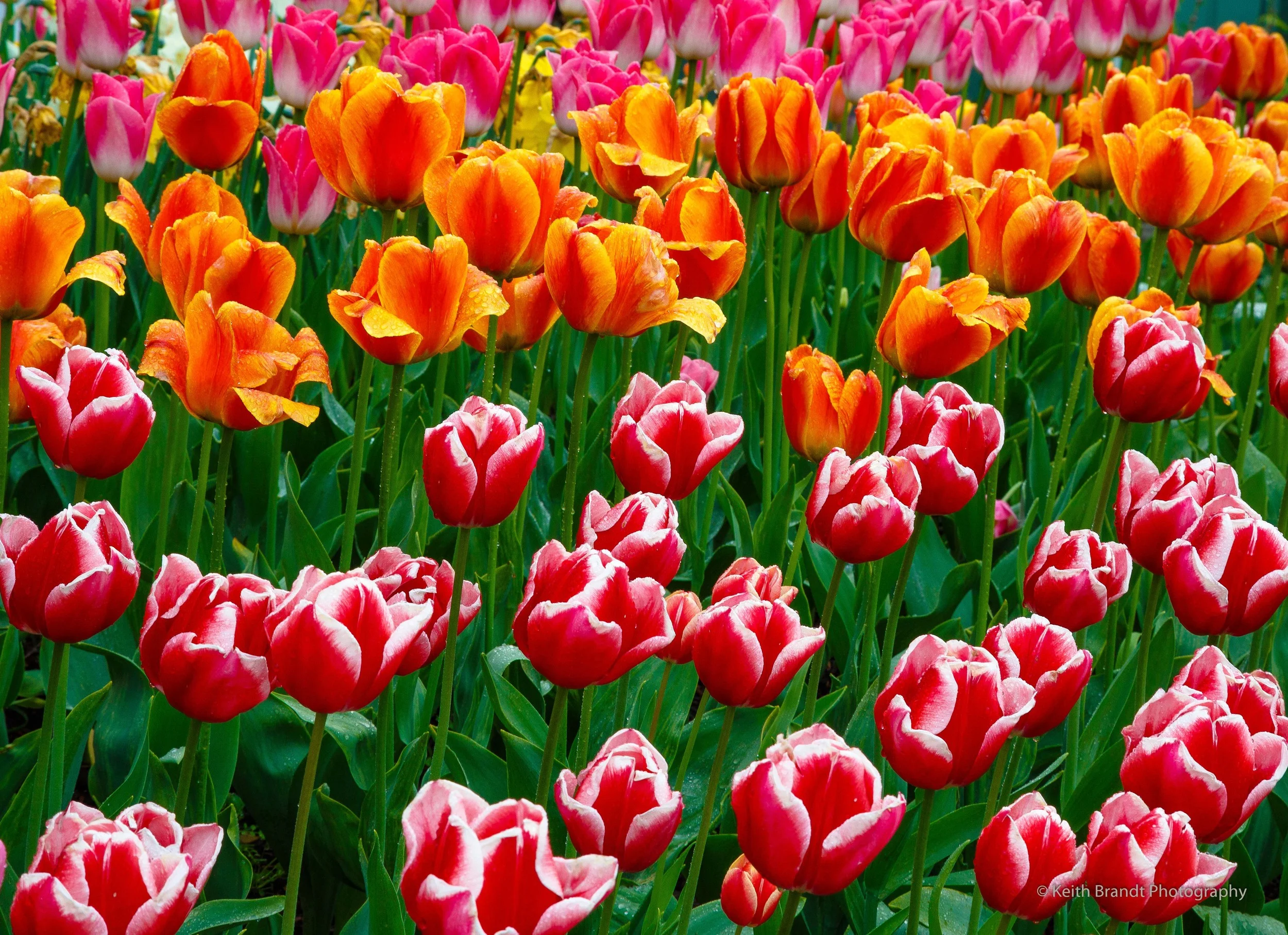 Roozengaarde Tulips