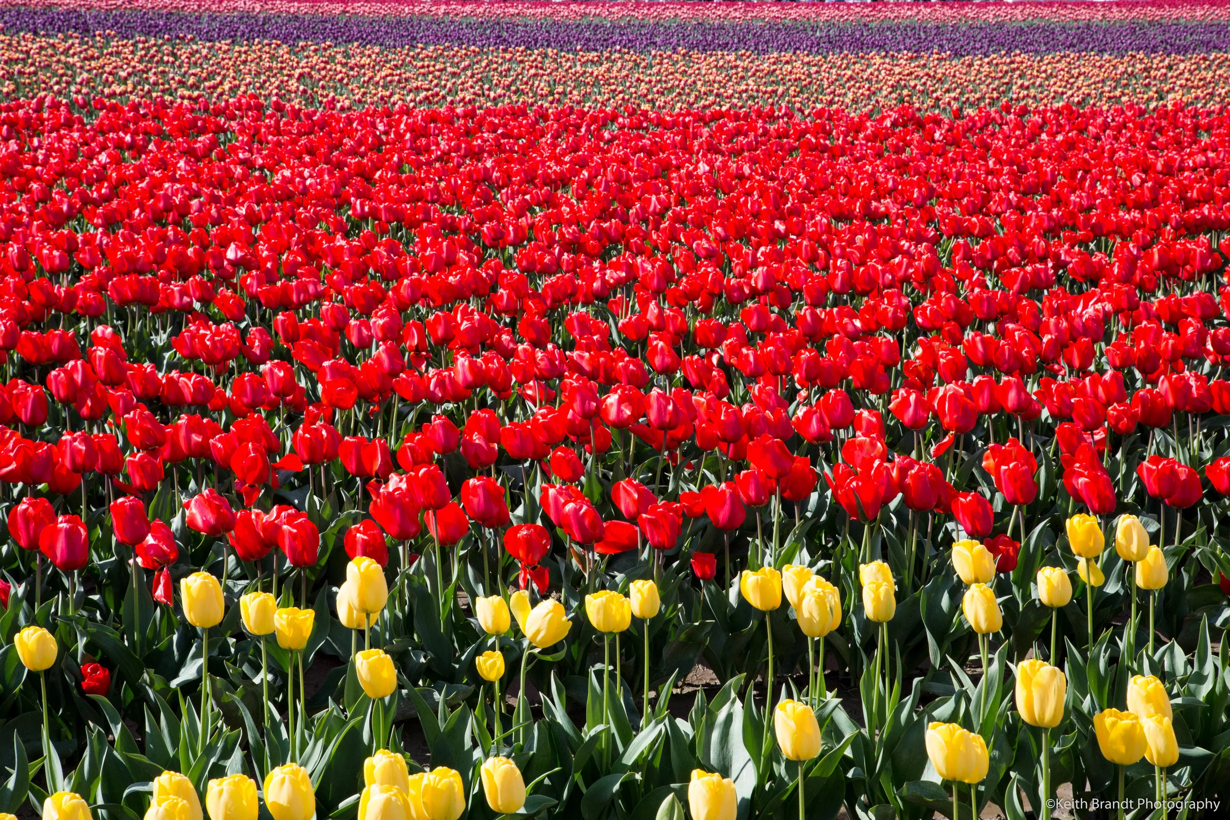 Roozengaarde tulip farm