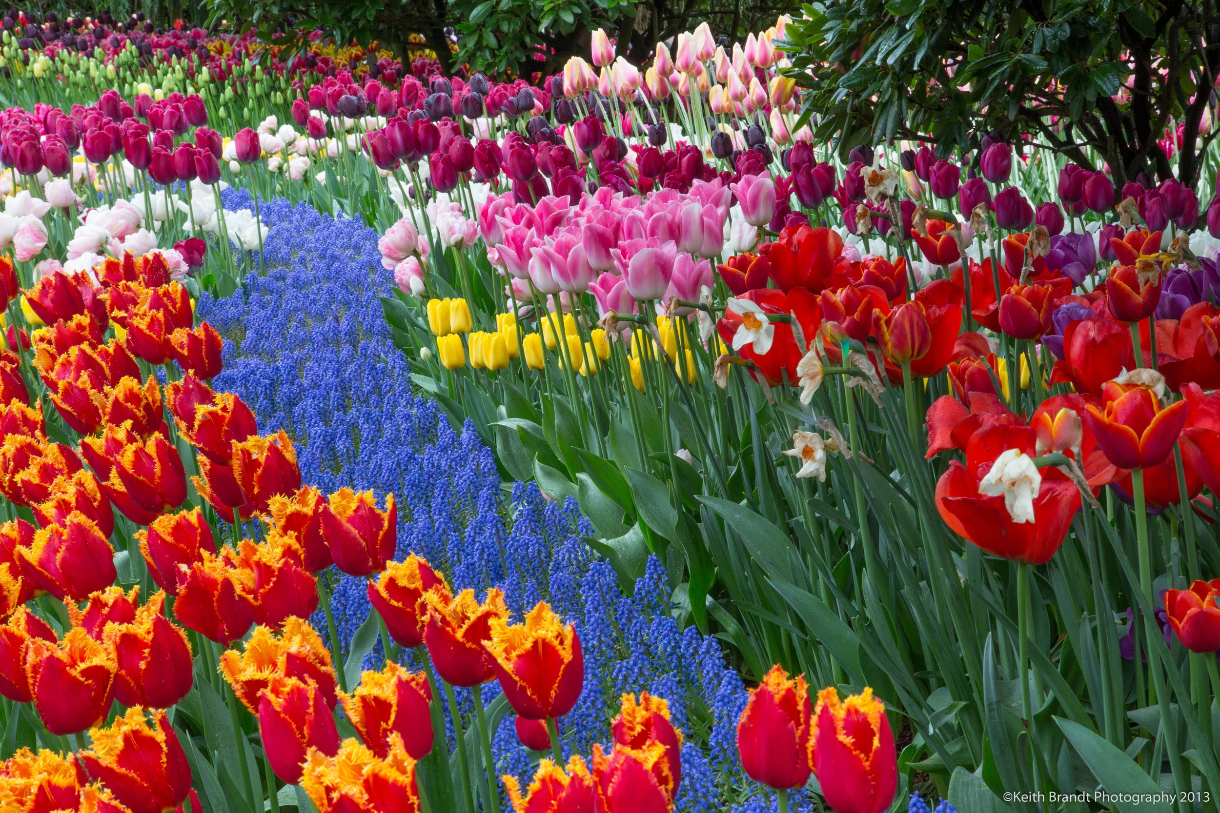 Skagit Valley Tulips-2.jpg